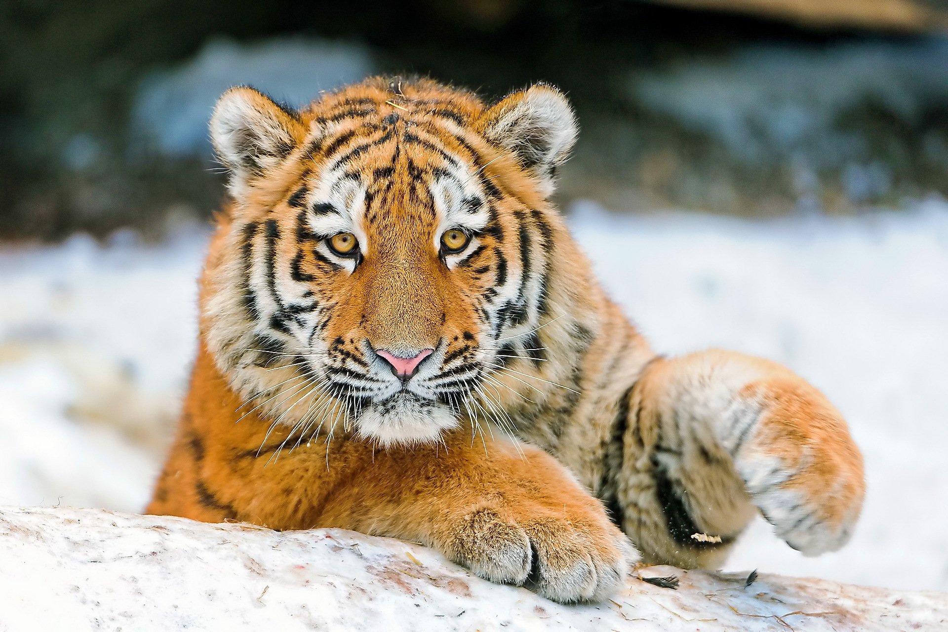 tiger face feet view