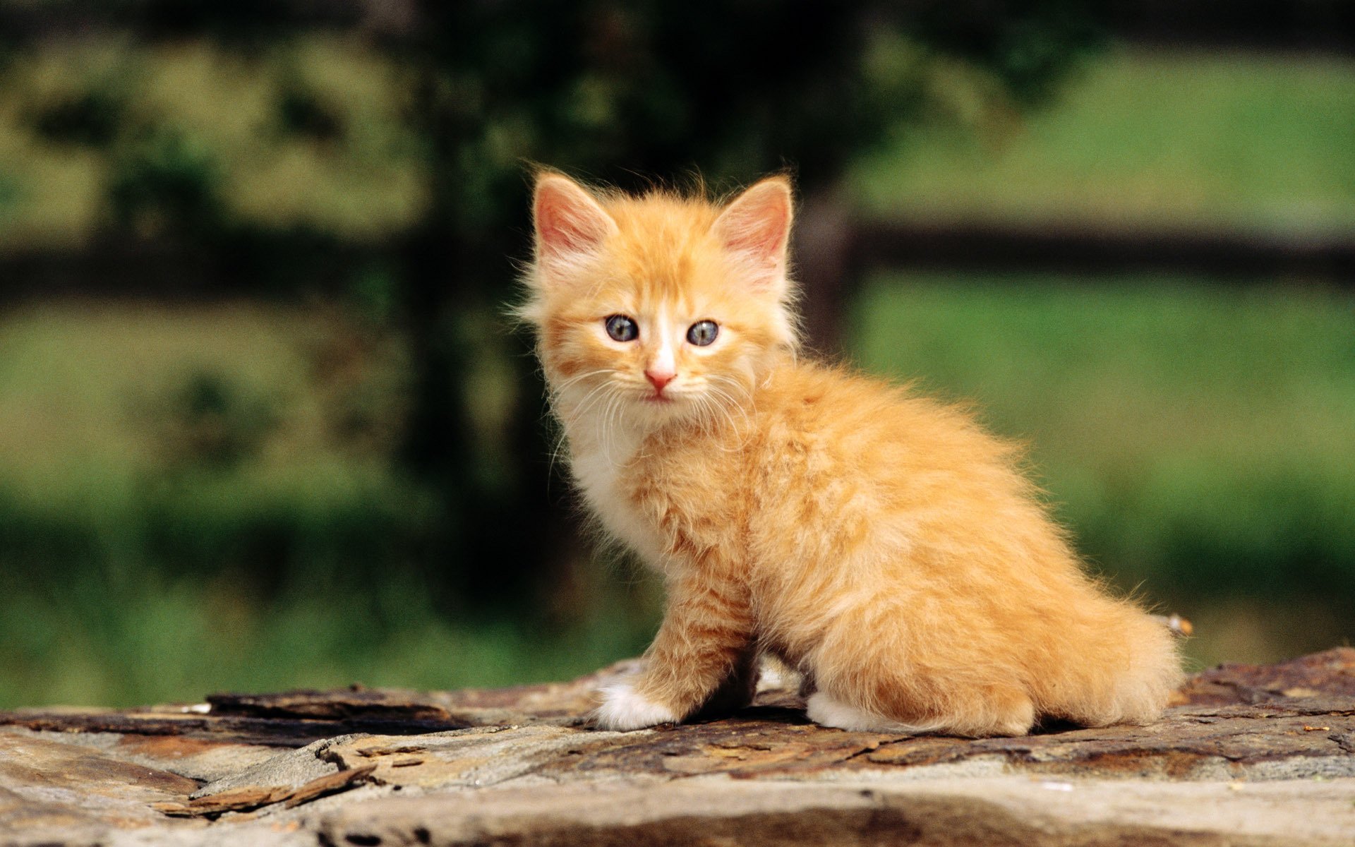 chat chaton chat gros plan rousse