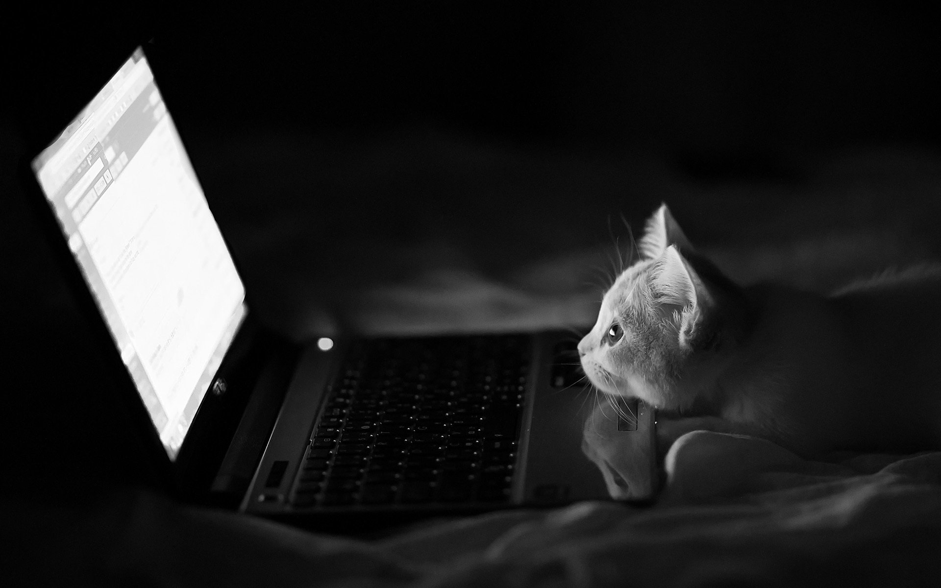 benjamin tord hannah katze nacht laptop monochrom schwarz und weiß