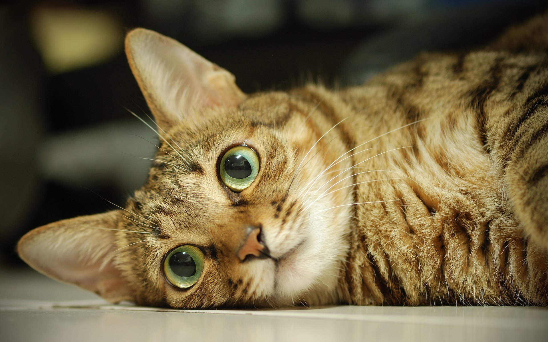 chat yeux museau laine gros plan