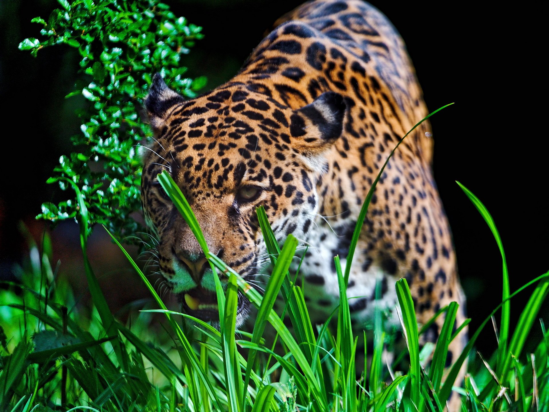 jaguar schnauze blick raubtier gras