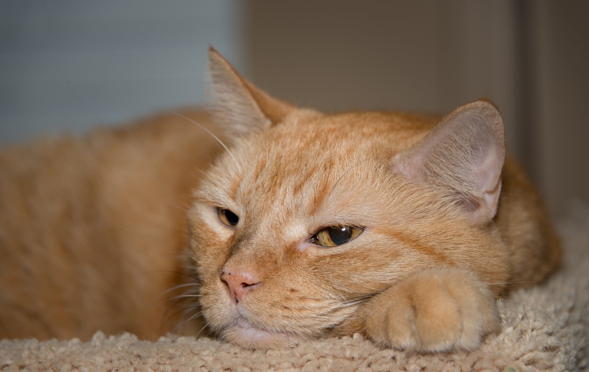 gato rojo gato cara