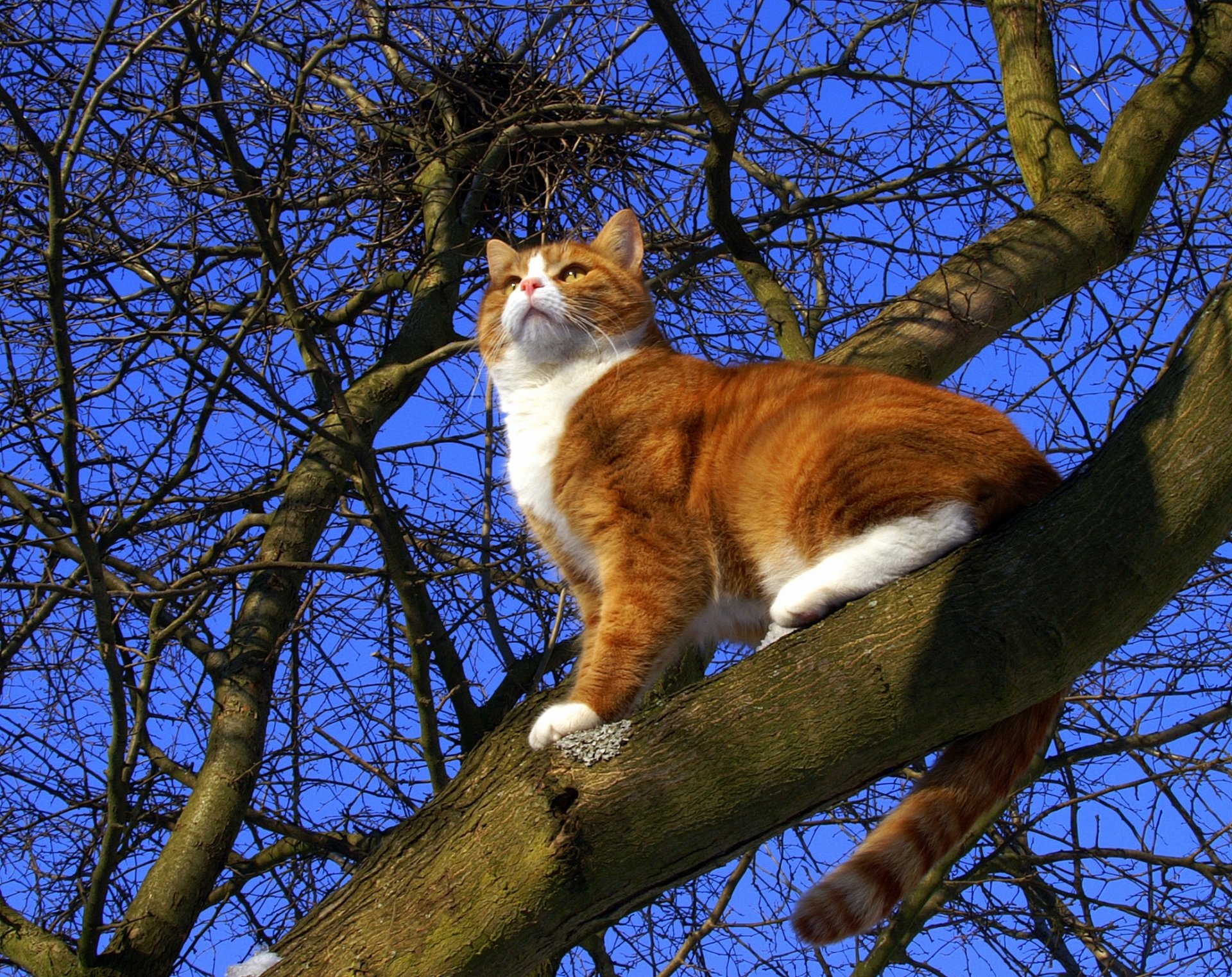 matten & amp ; muffi katze katze rothaarige fuzzy baum himmel frühling