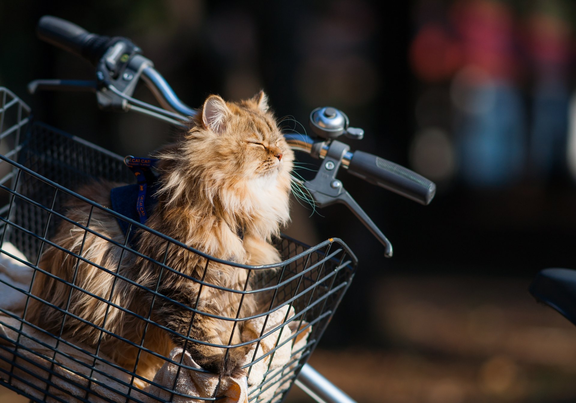 benjamin torod ben torod manzanilla gato bicicleta cesta sol