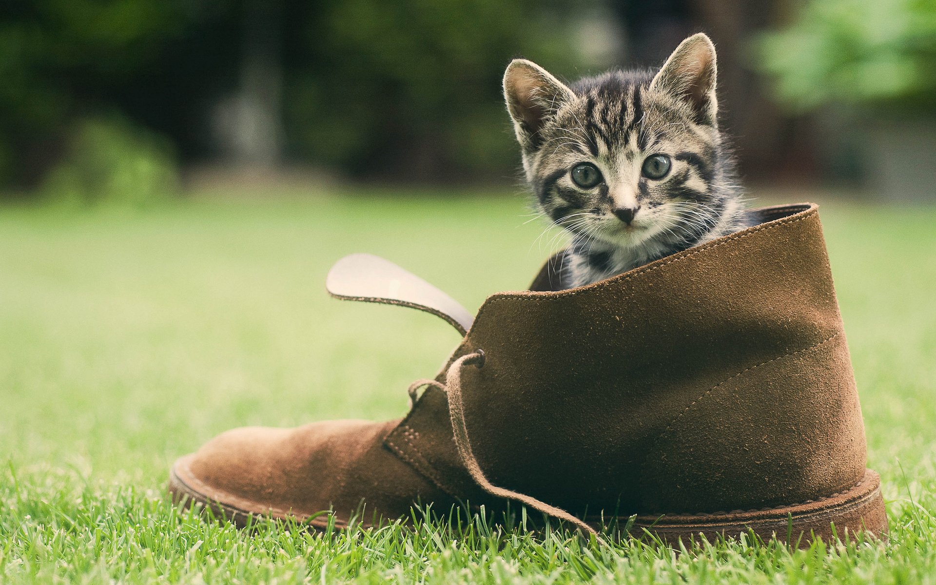 cat muzzle grass green shoe