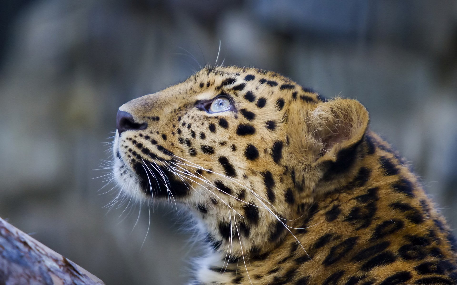 leopardo muso baffi sguardo in alto