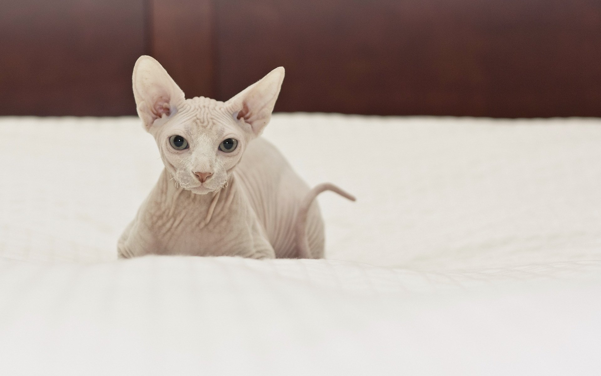 sphinx chat beauté