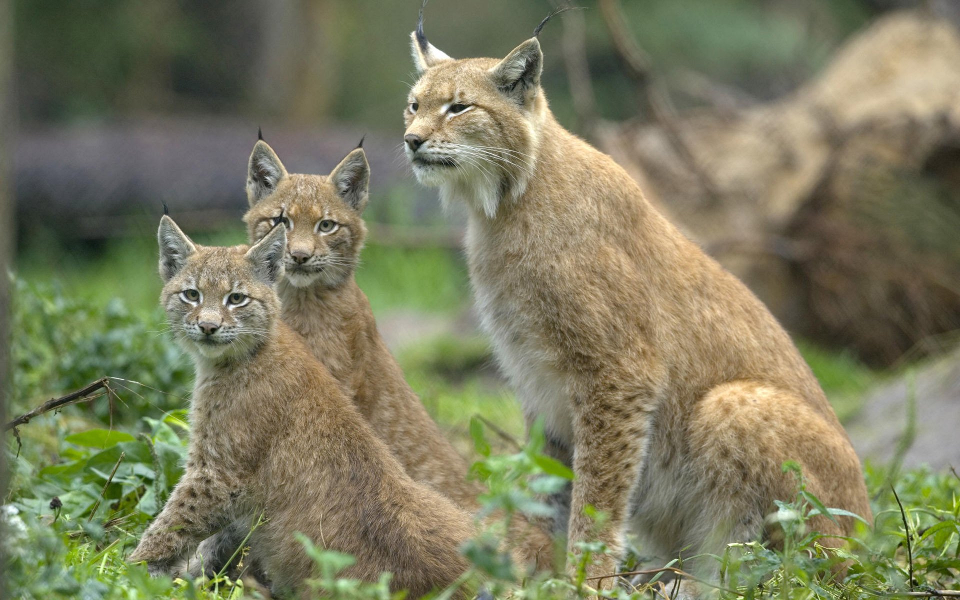 lince gatti selvaggio tre guardare guardare sedersi orecchie nappe