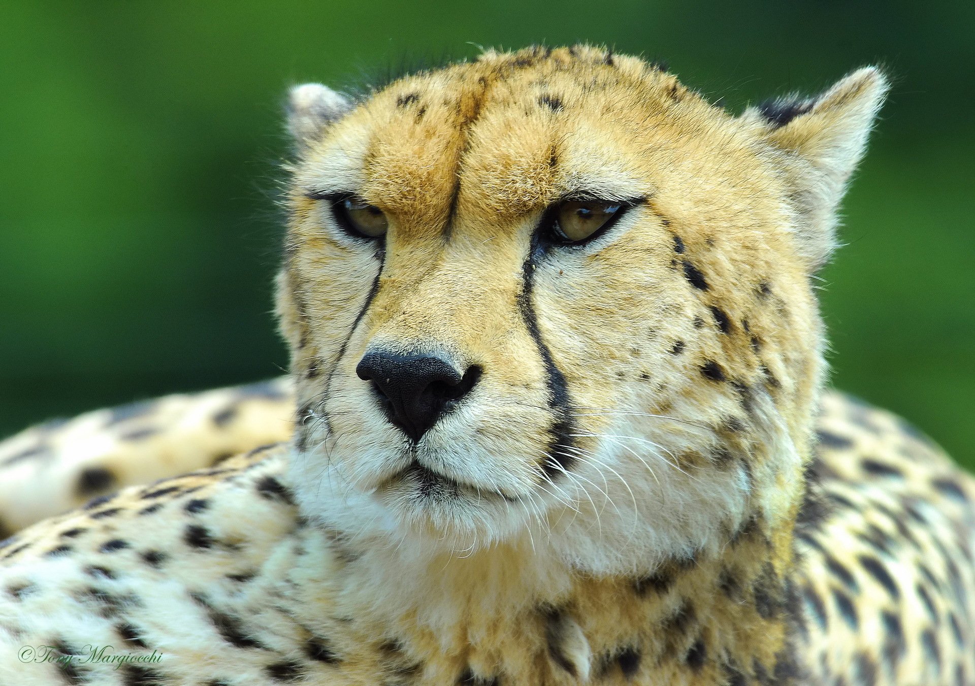 gepard schnauze blick schnurrbart jagdleopard