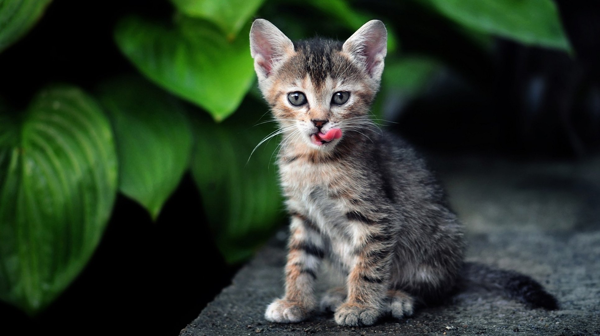 gatito gato gato rayas hojas verdes lengua lamidas