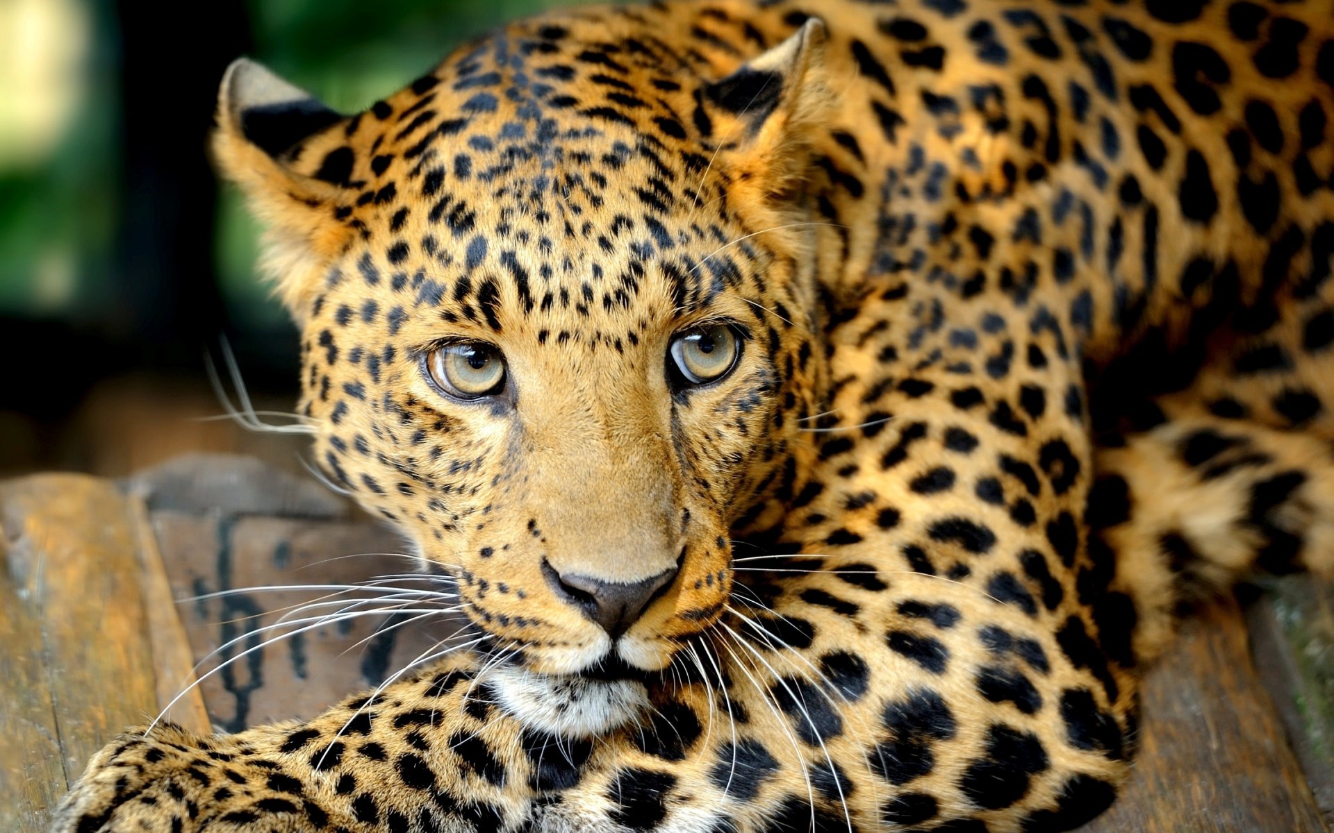 gato grande leopardo ojos mirada bigote depredador