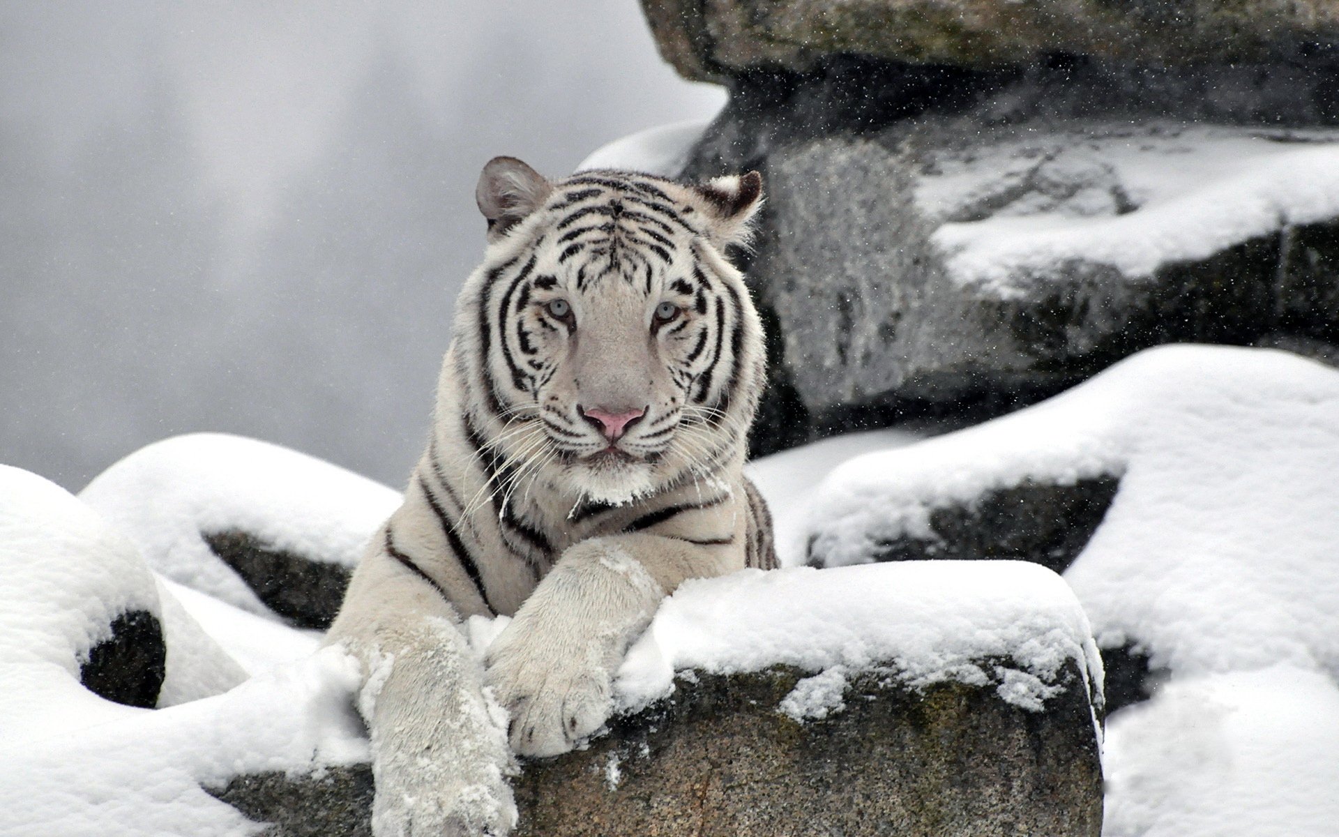 tigre blanco waite tiger hocico depredador nieve piedras