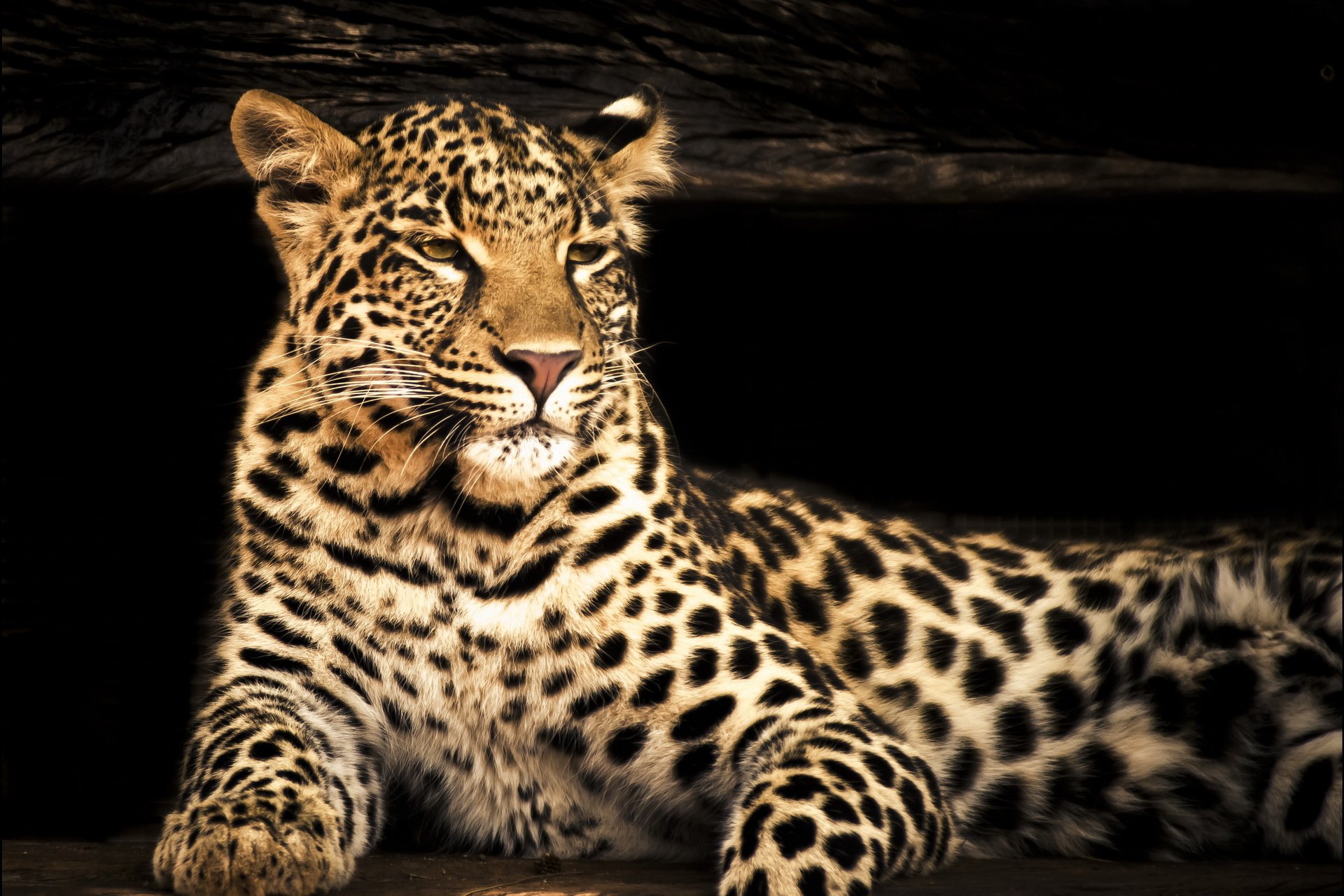 leopard face view predator blur photoshop