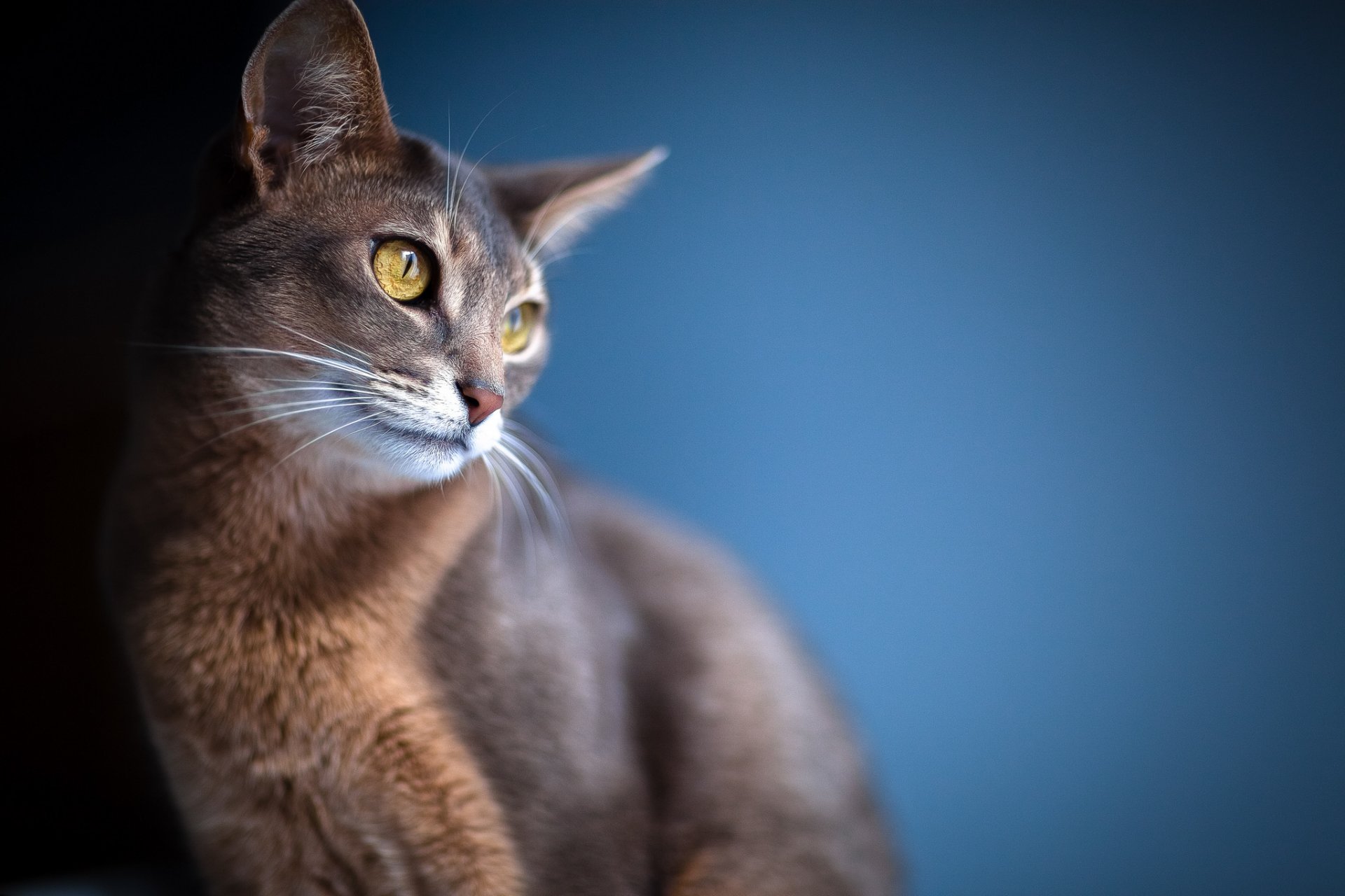 gato ojos orejas desenfoque mirada fondo