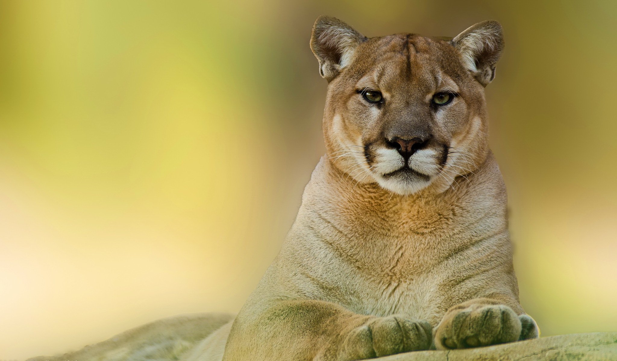 puma lew górski pysk spojrzenie drapieżnik