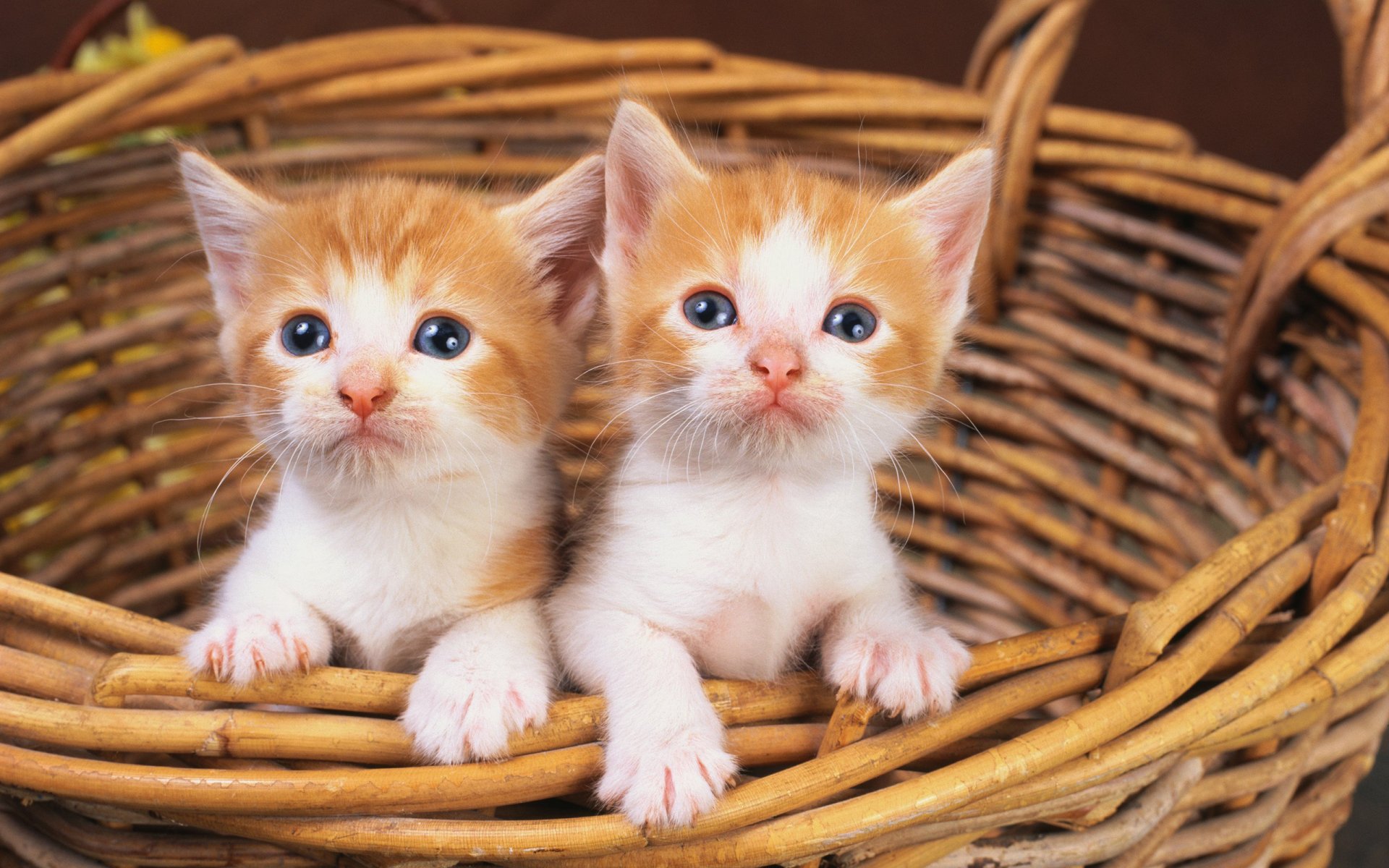 katze katze korb zwei kätzchen rot weiß