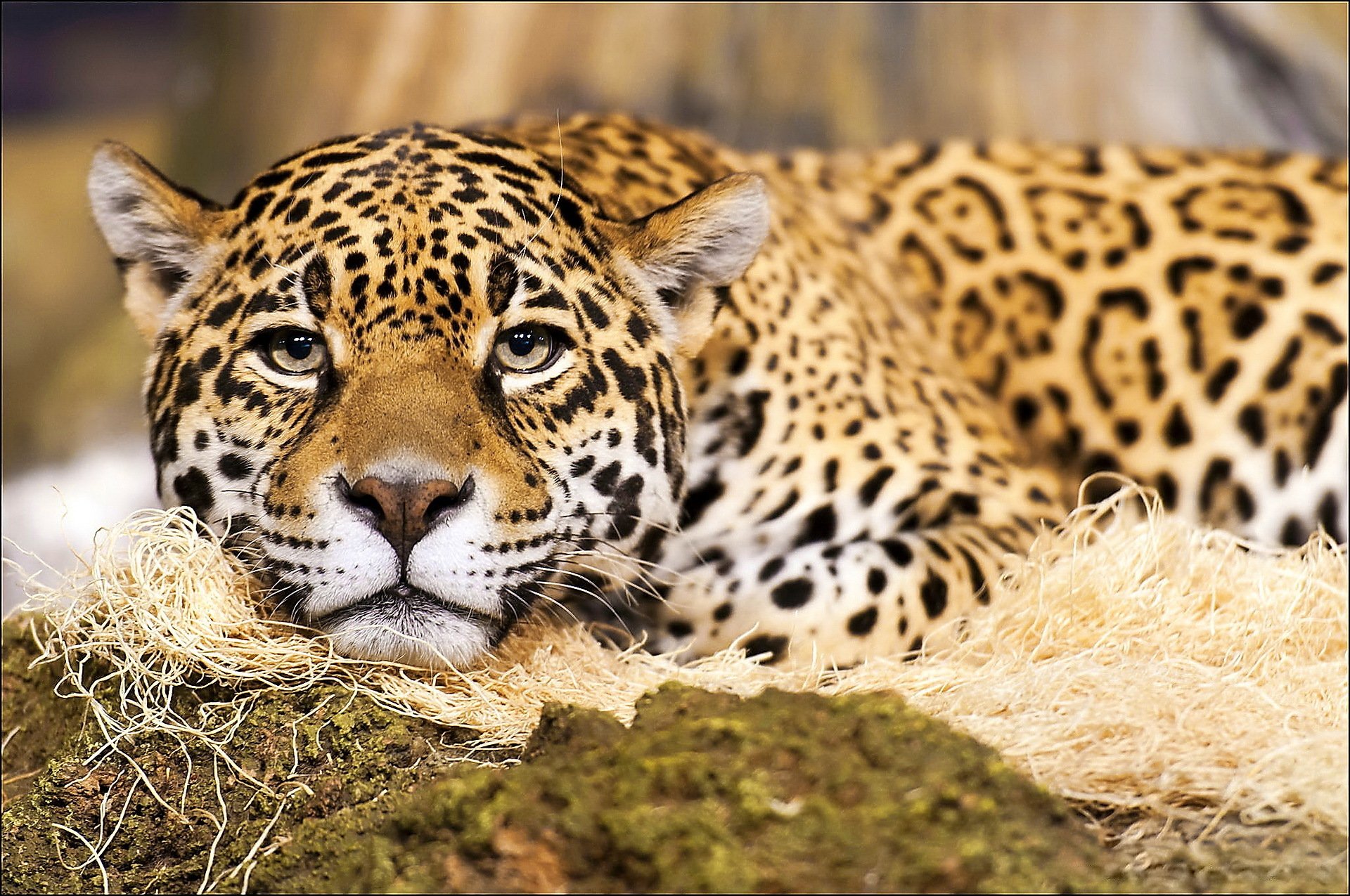 jaguar museau moustache taches prédateur regard