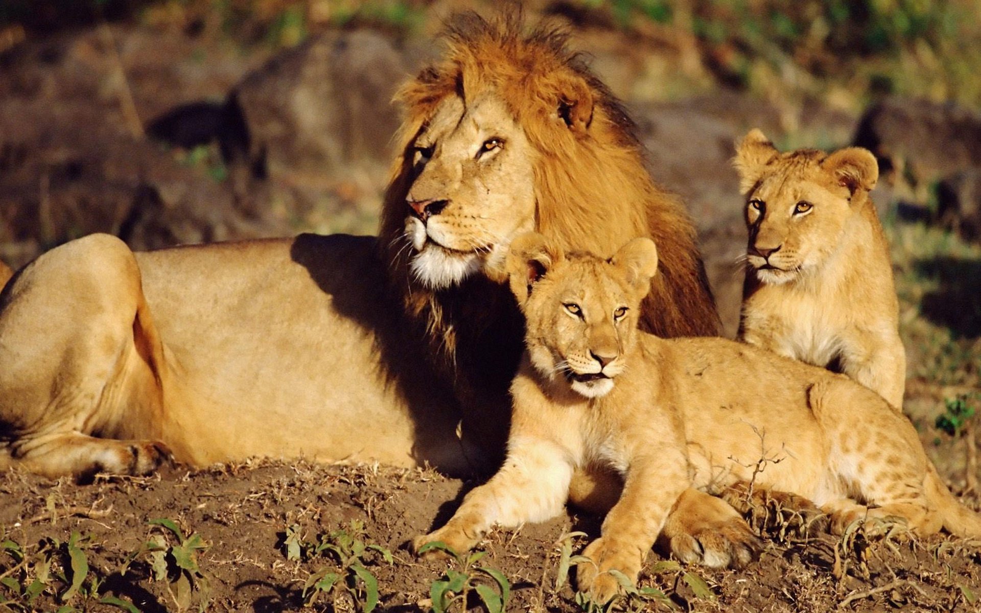 chats sauvages lion lionceaux