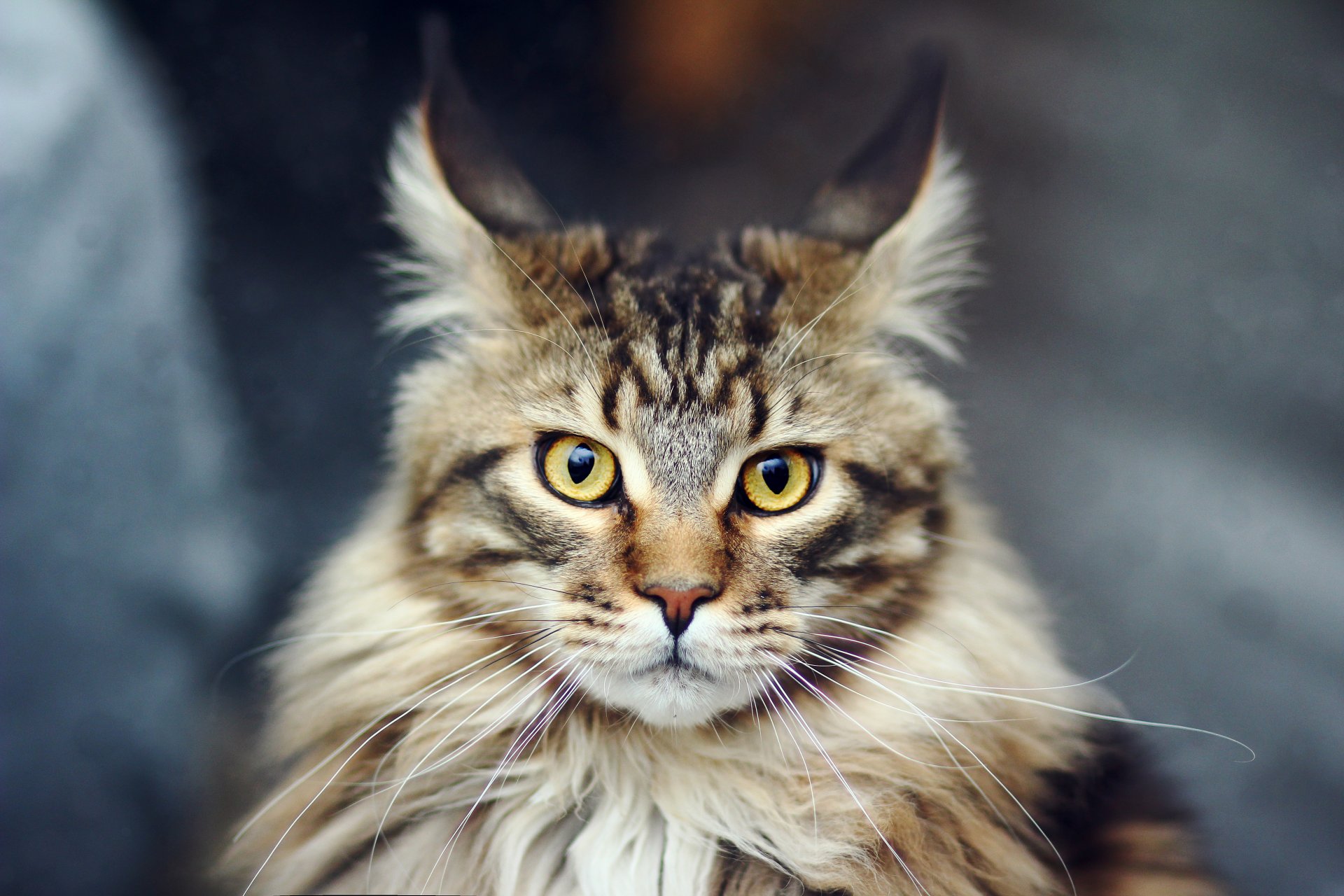 gato gato maine coon maine coon