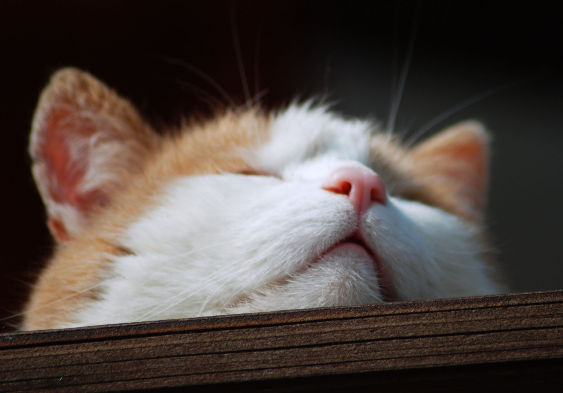 gatto gatto muso muso naso macro pezzo di legno tavola baffi