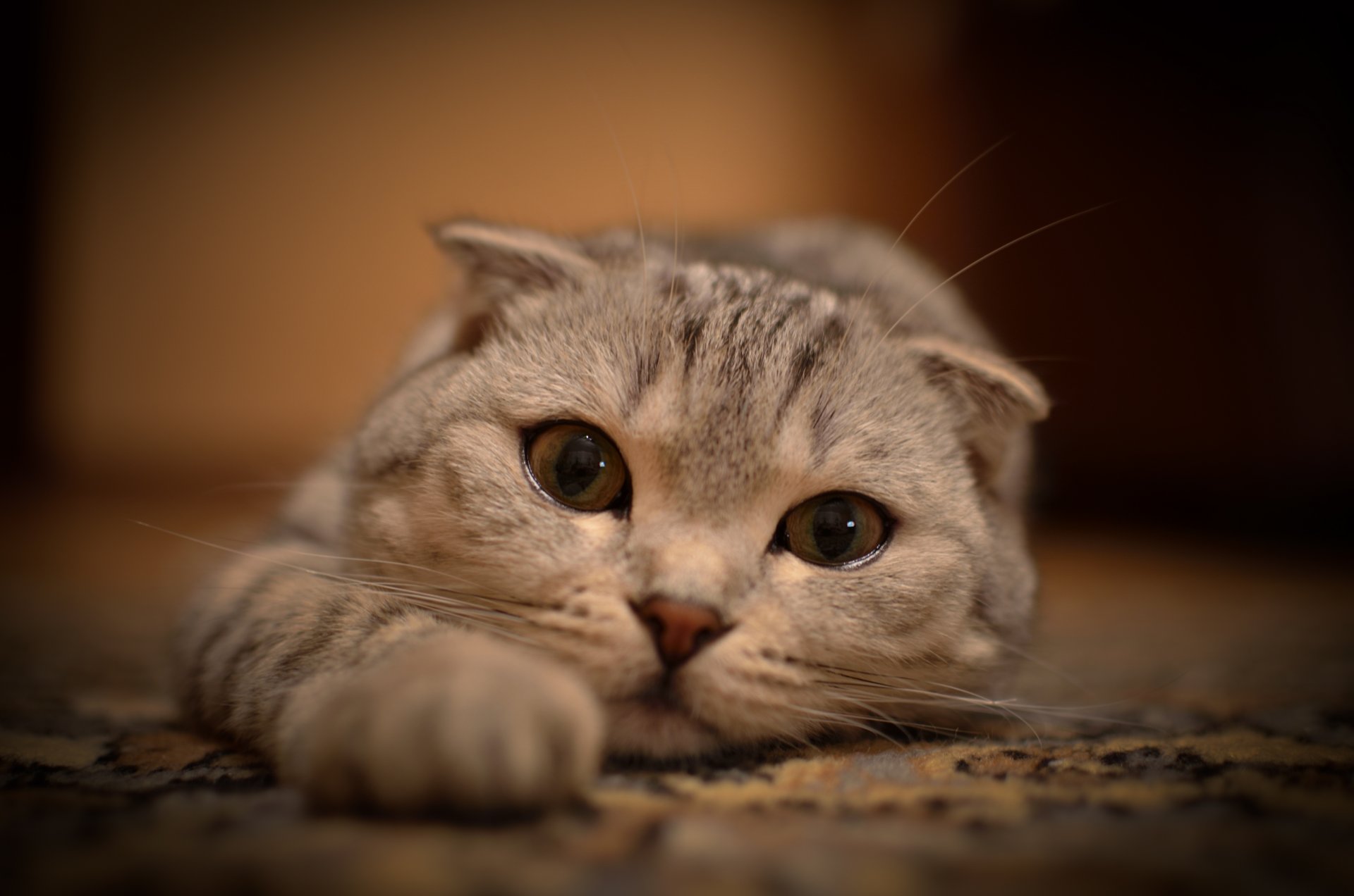 estirado mentira ojos bigote gato gato mirada animales gatos gatito patas