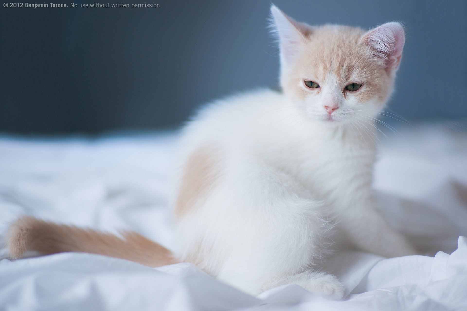 babe cat hannah © benjamin torode