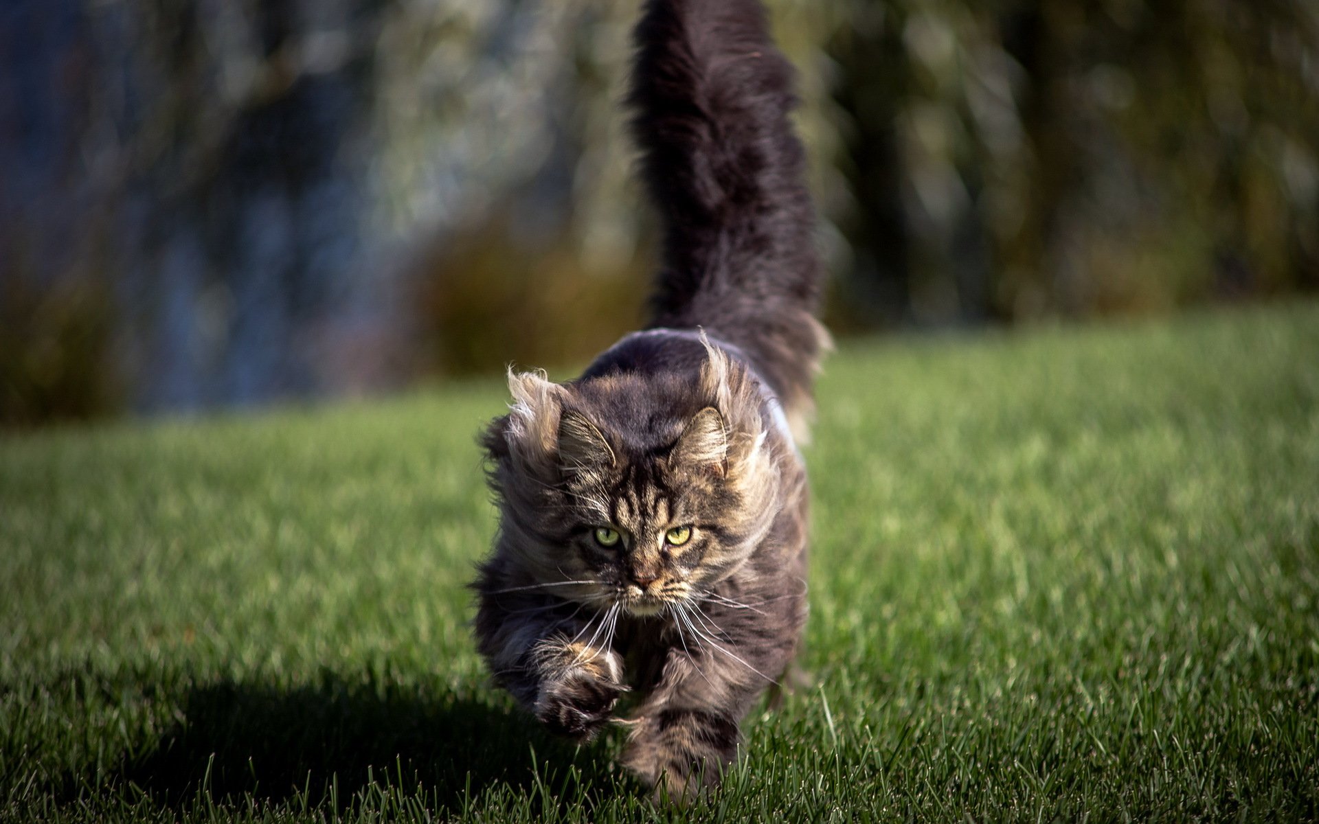 katze feld hintergrund