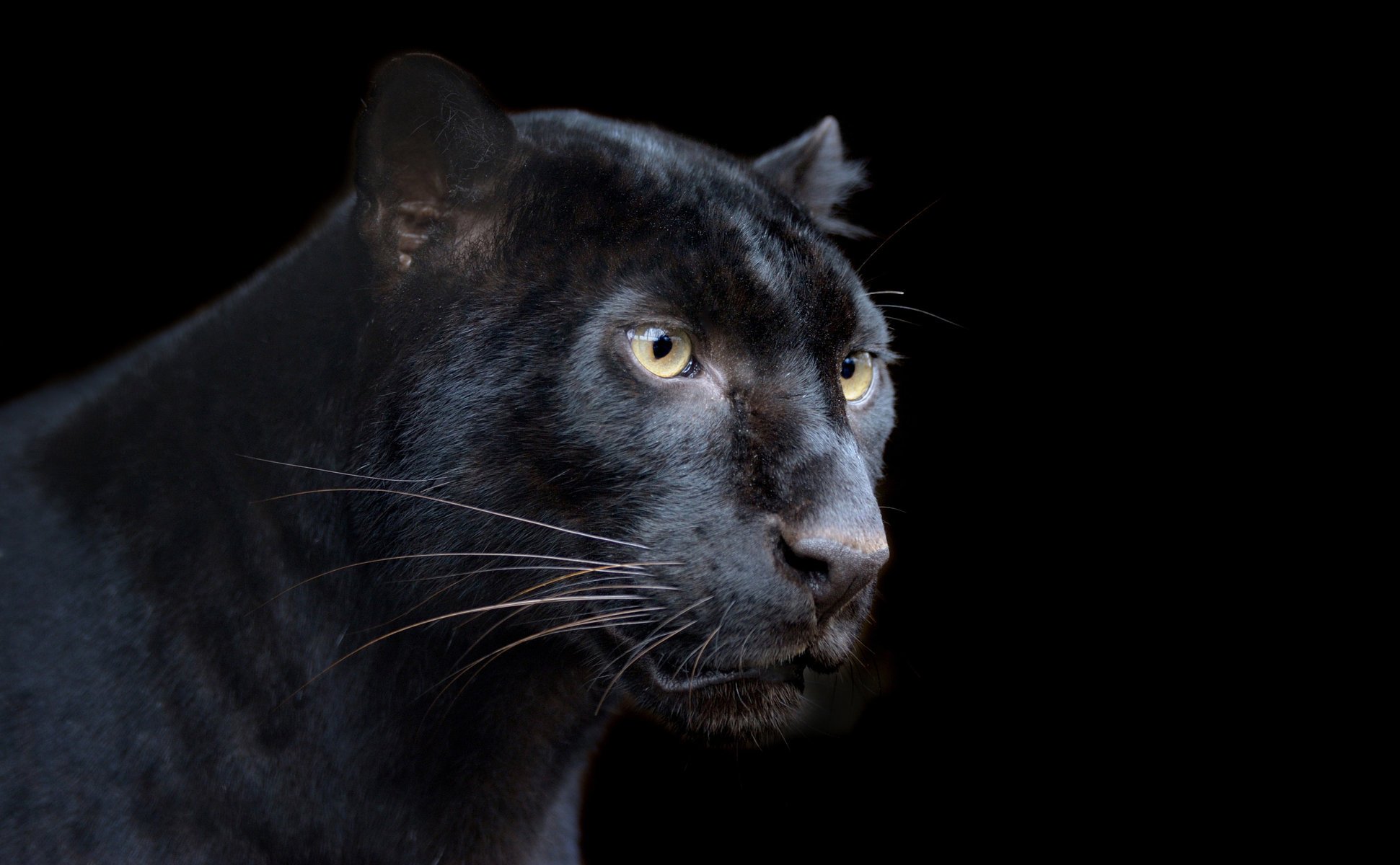 panther black leopard predator black background