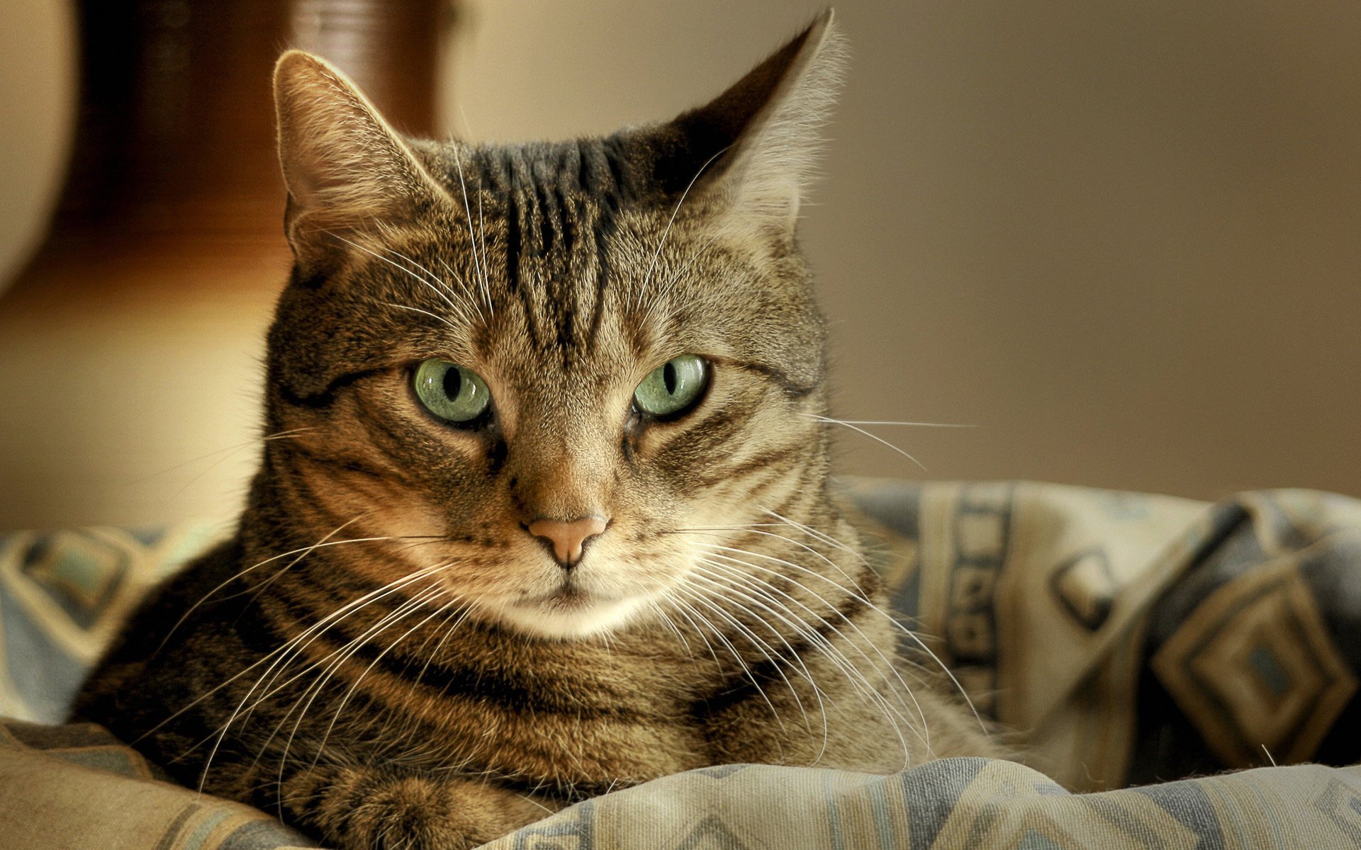 gatto gatto macro macro occhi verdi cestino si trova sguardo a strisce