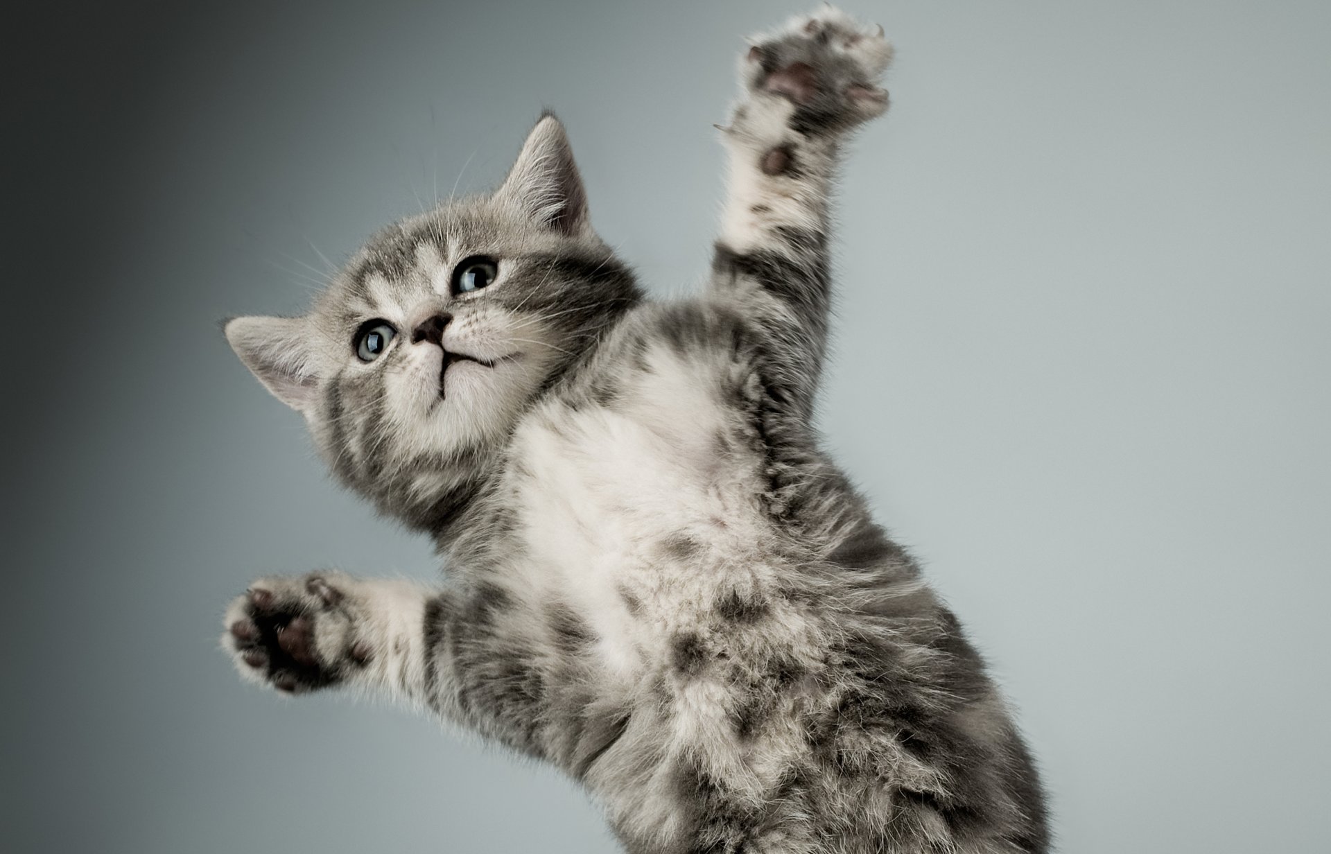 kitten grey white cat feet