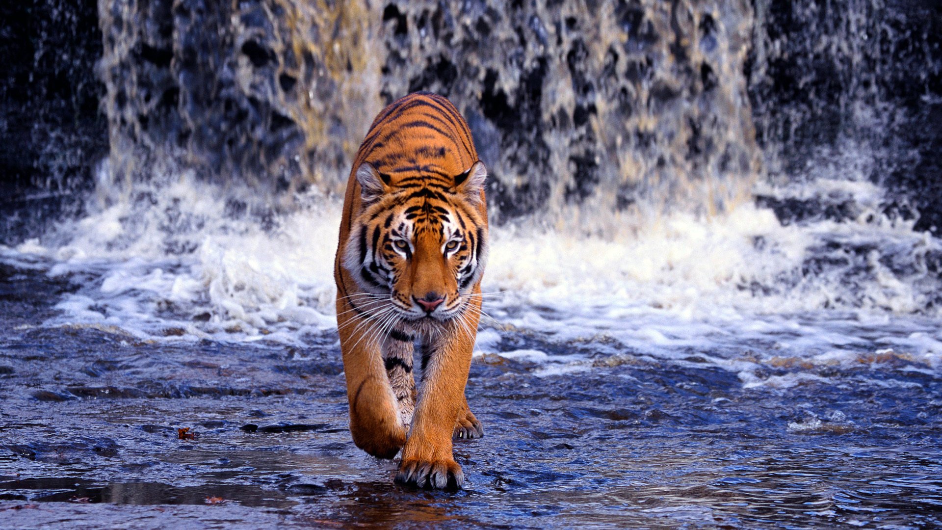 bengal tiger waterfall water predator