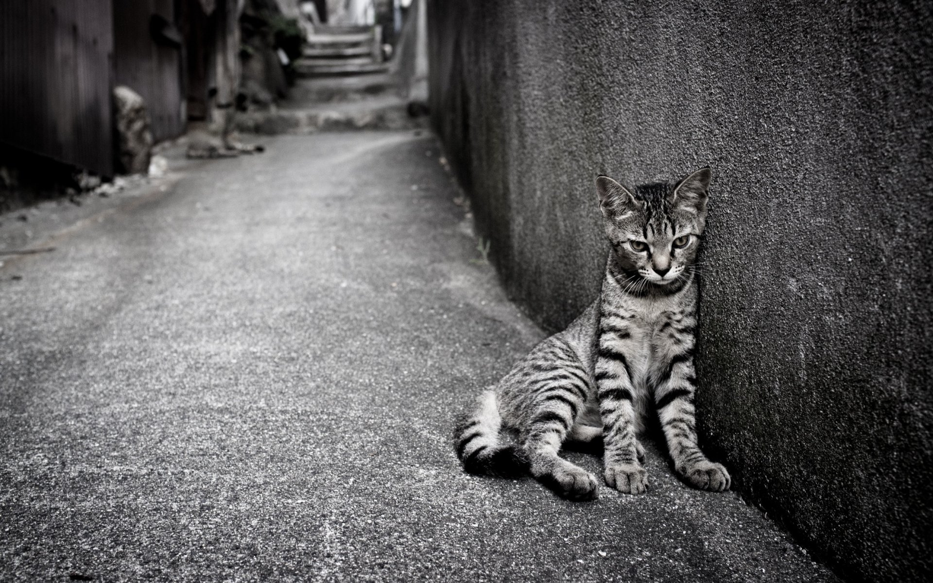 gatto strada solitudine