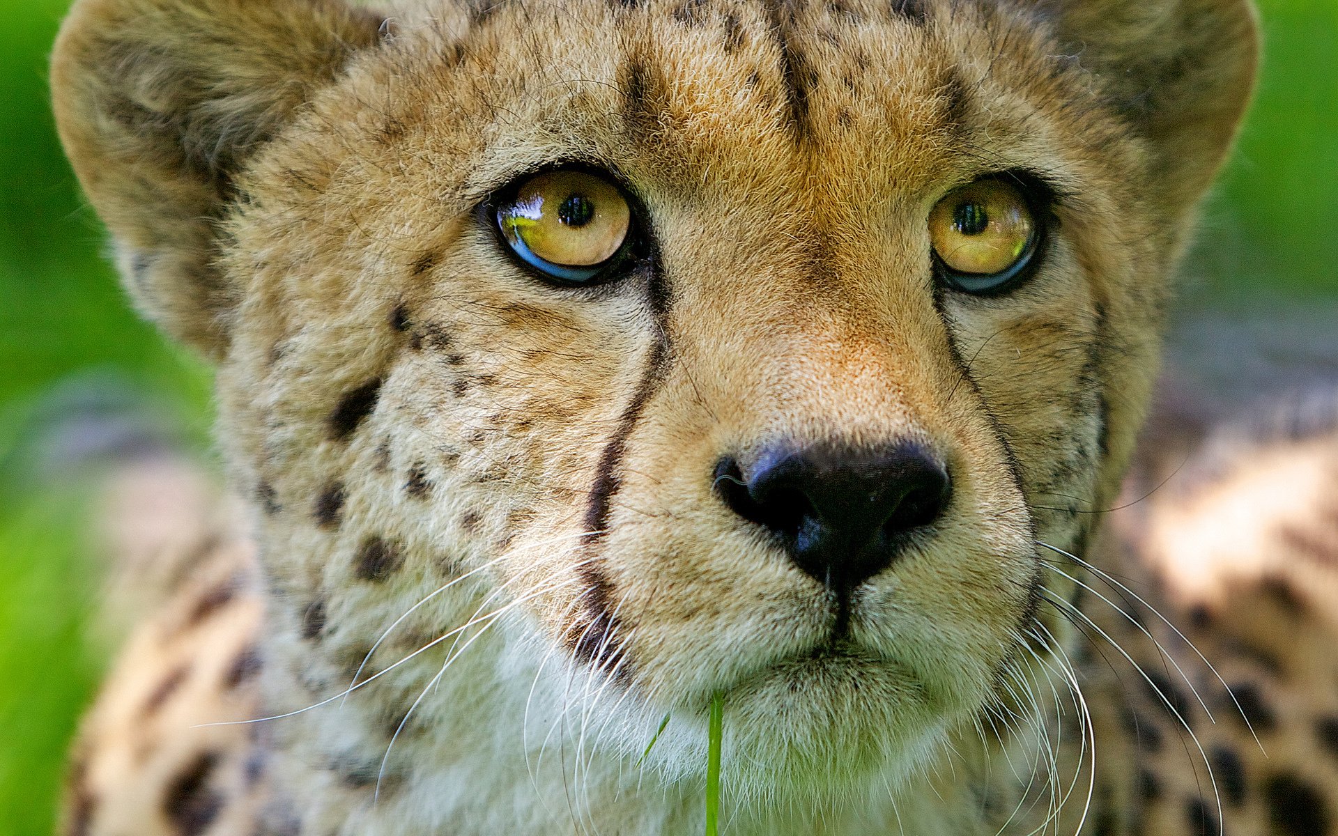 kot drapieżnik gepard pysk spojrzenie