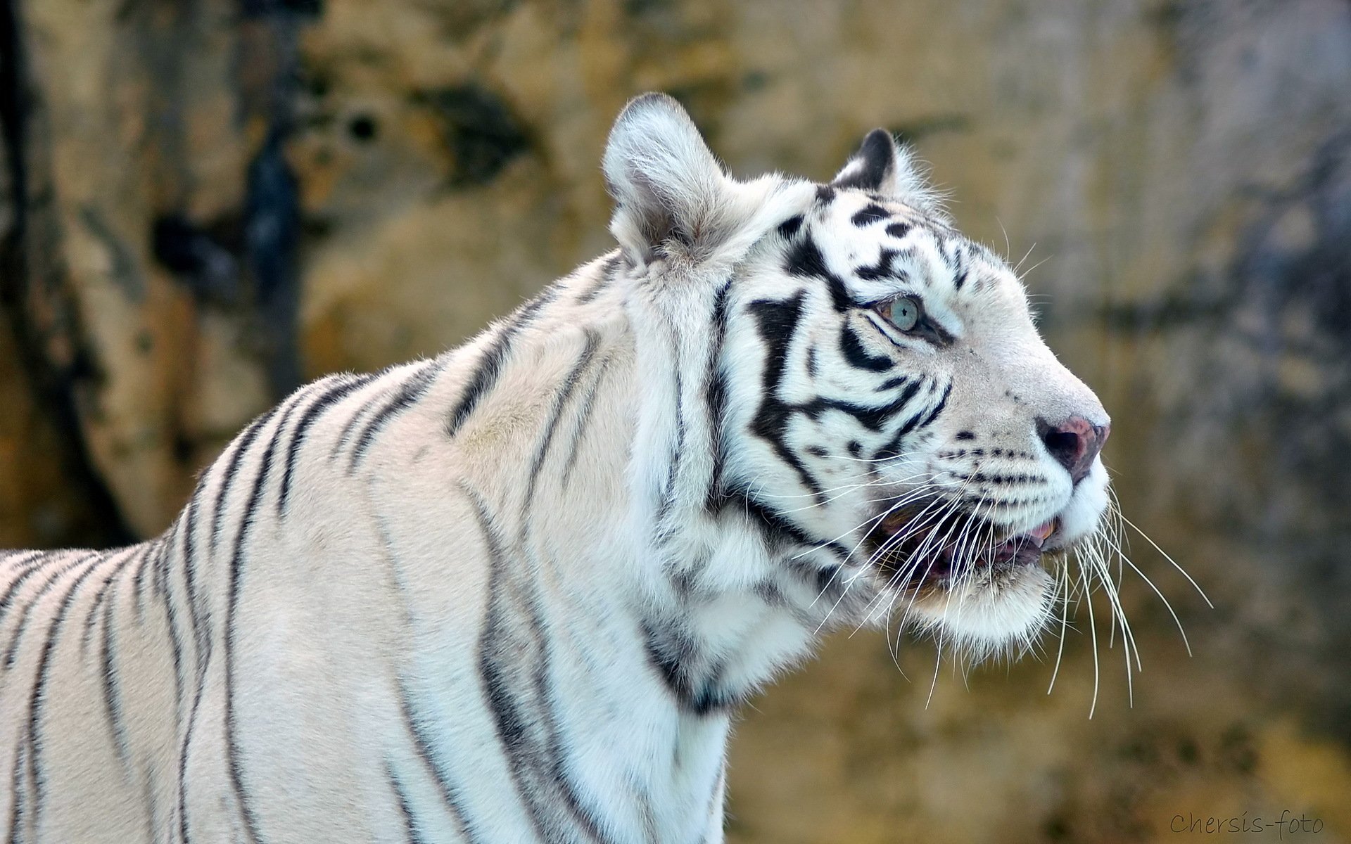 tigre blanc tigre blanc museau prédateur