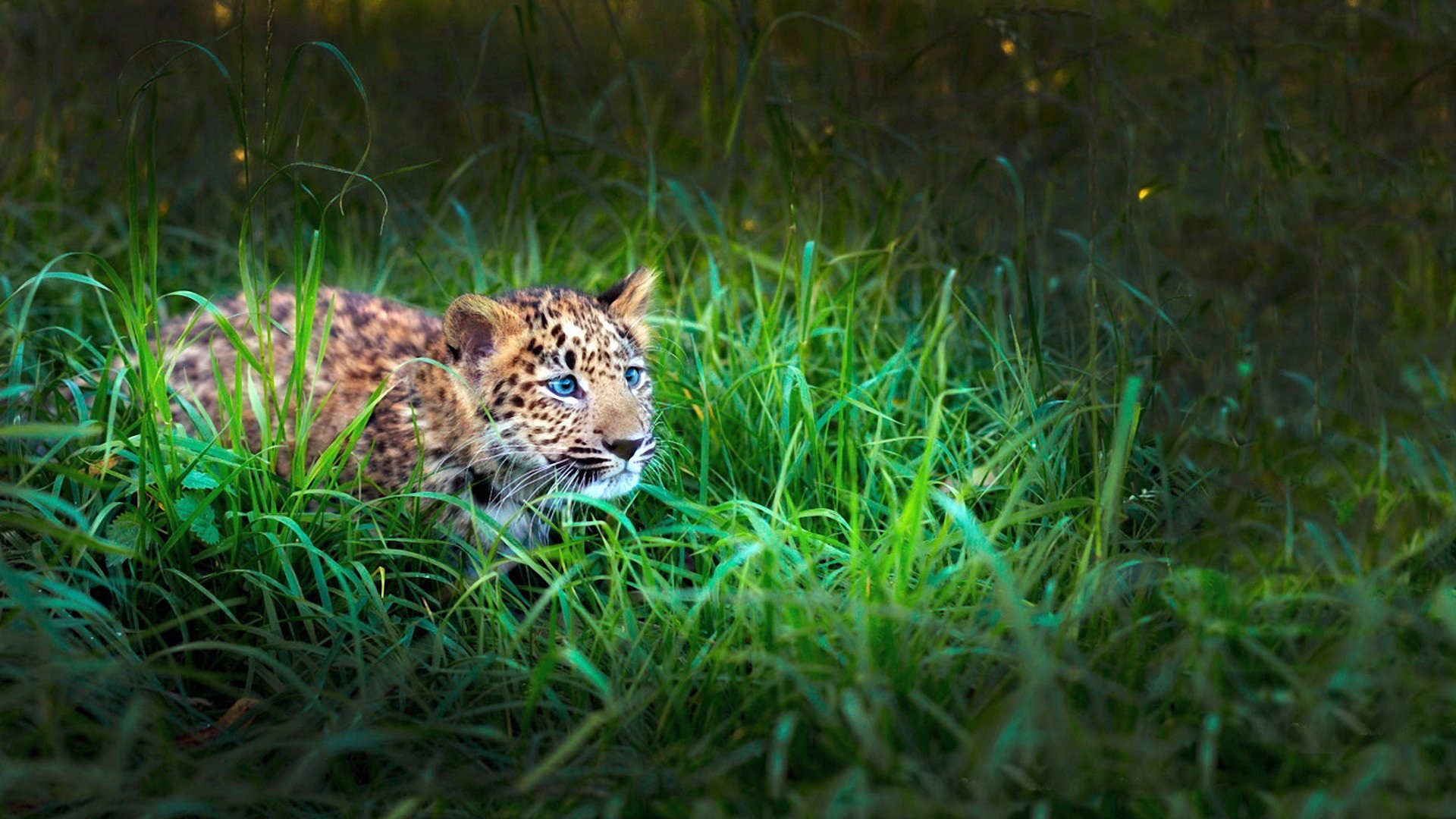 tigre leopardo bambino erba caccia sguardo attenzione travestimento