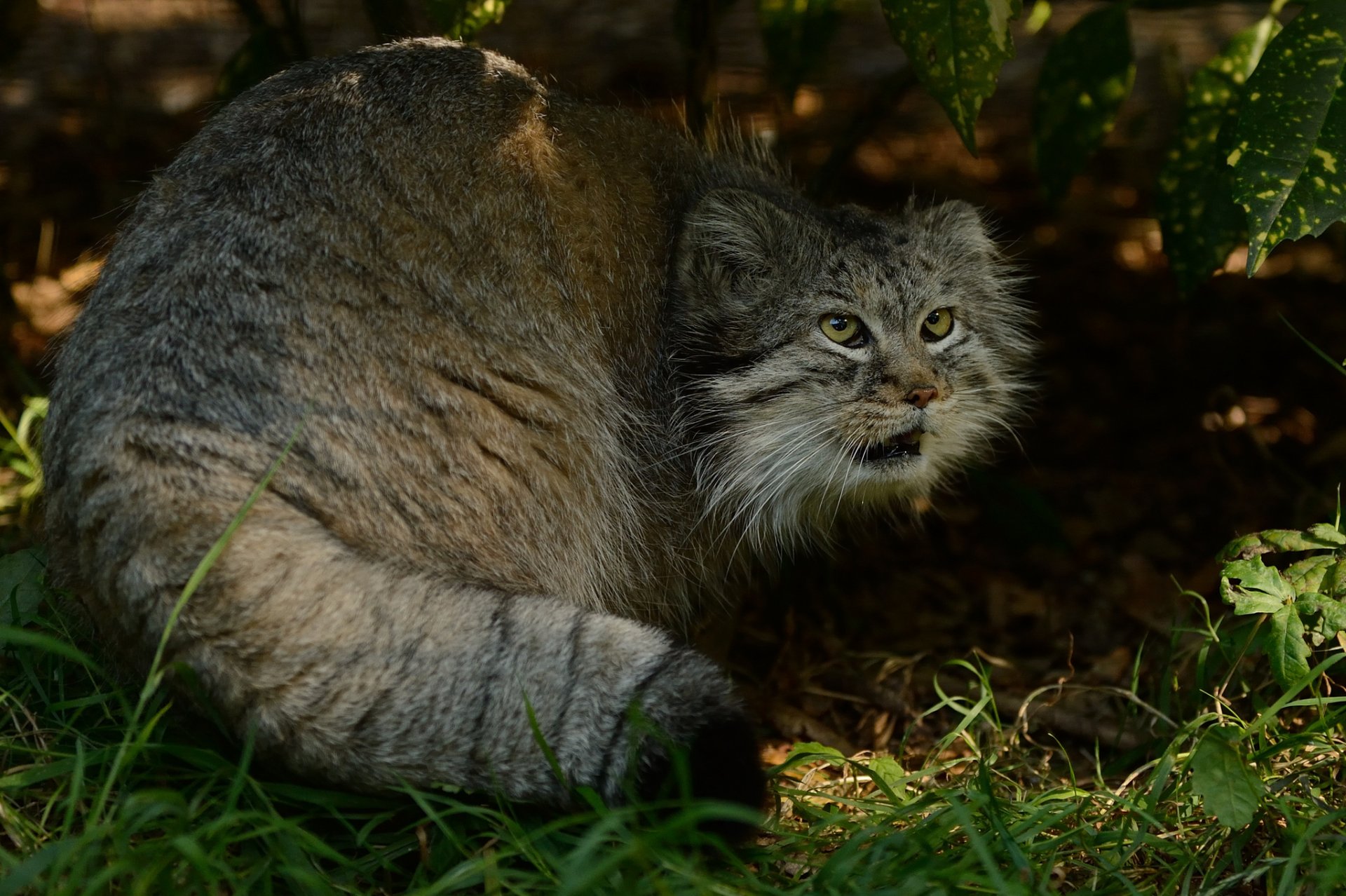 manul gato de pallas depredador © anne-marie kalu