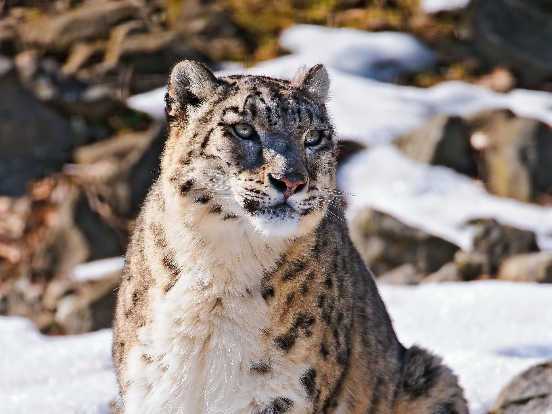 leopardo delle nevi irbis uncia uncia guarda muso bellissimo predatore gatto peloso neve montagne carta da parati 4x3