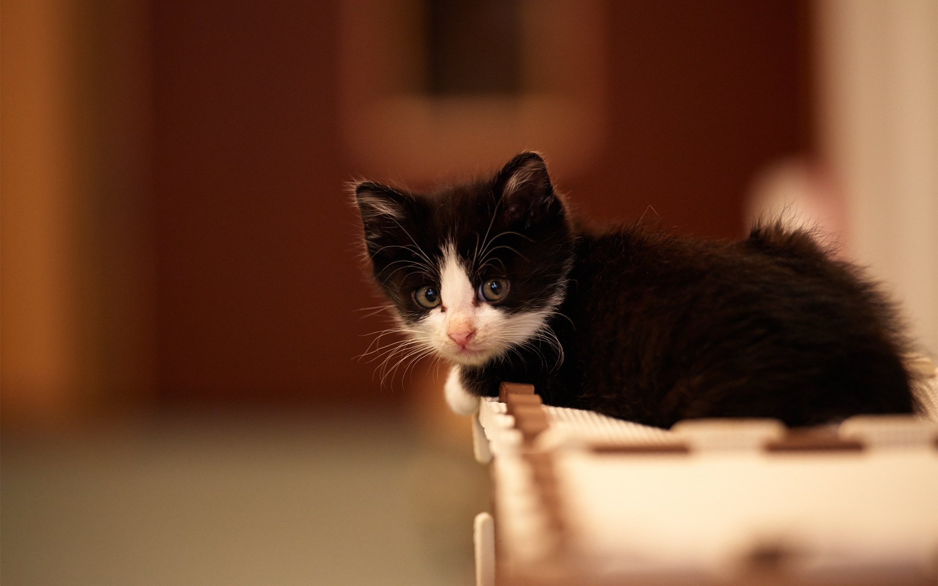 kitten cat black and white pug