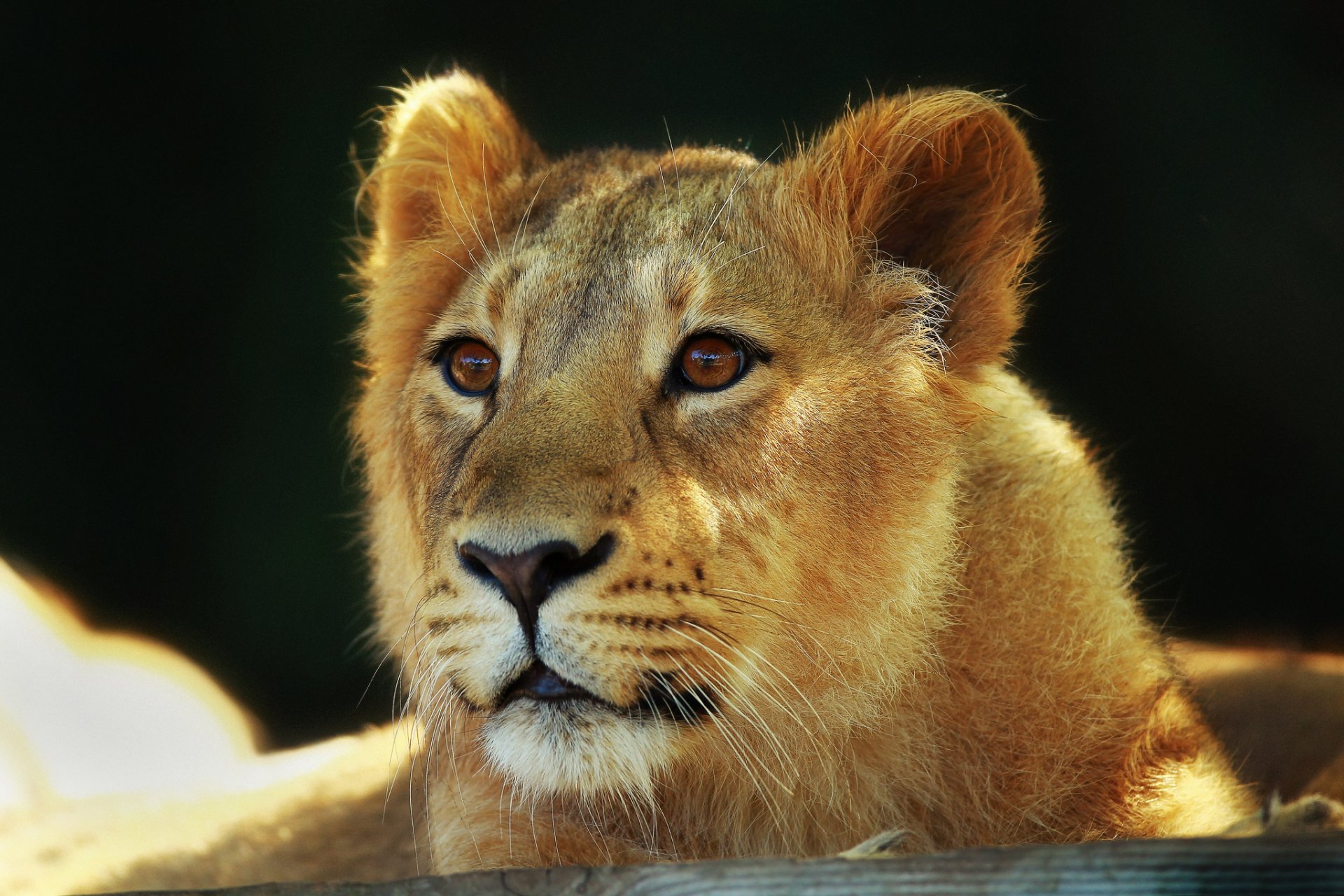 leo lion big cat snout view