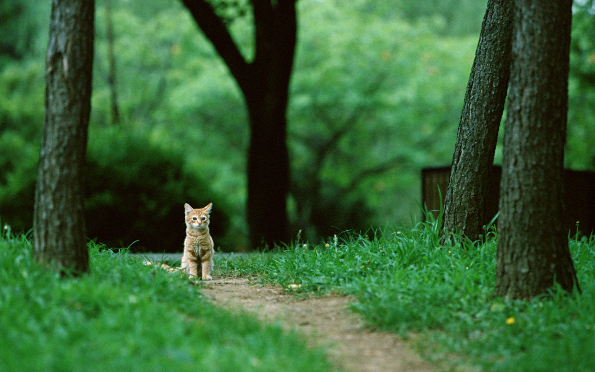 katze katze kätzchen rot sitzen wald bäume natur weg gras