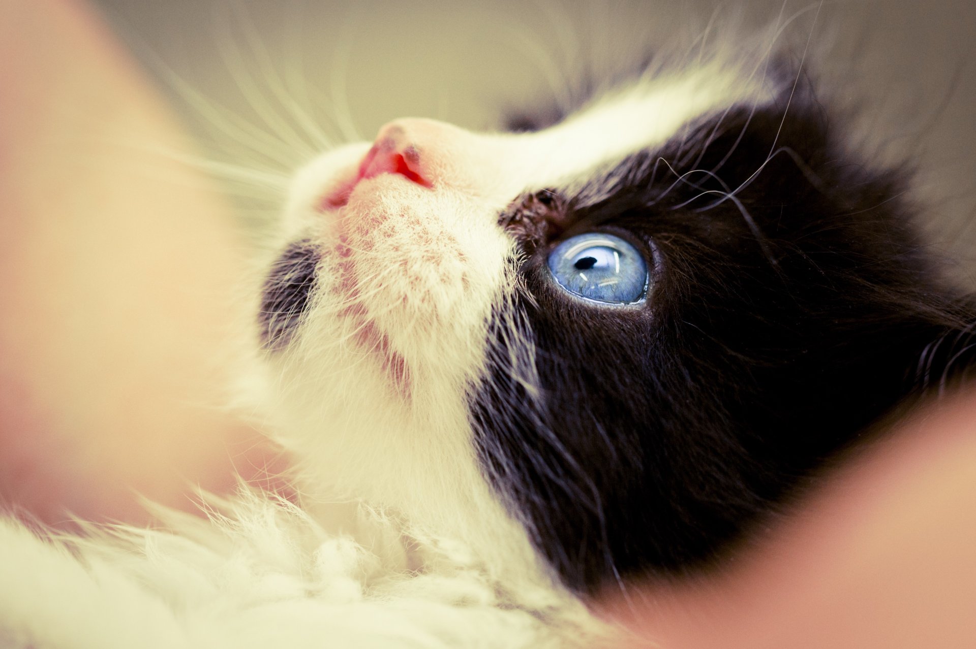 noir et blanc chat gros plan museau yeux bleus patte