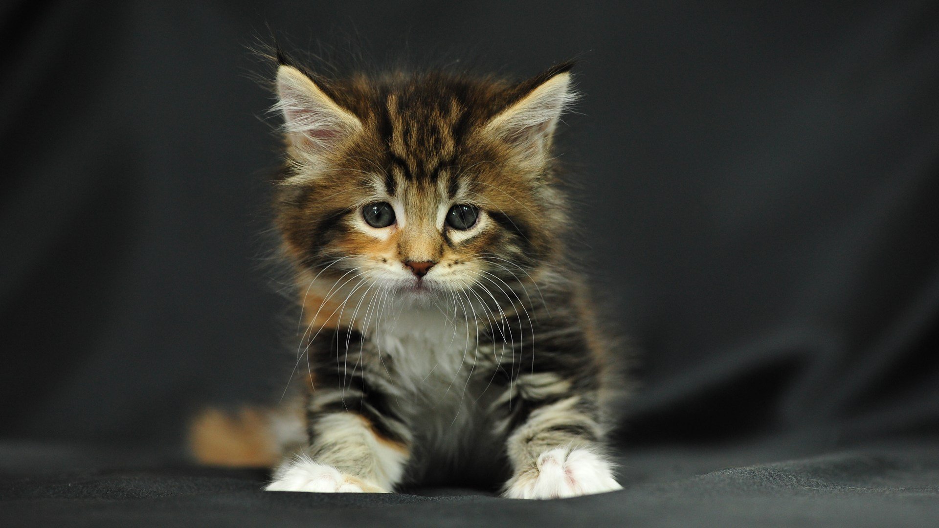 chaton moelleux rayé tricolore petit assis