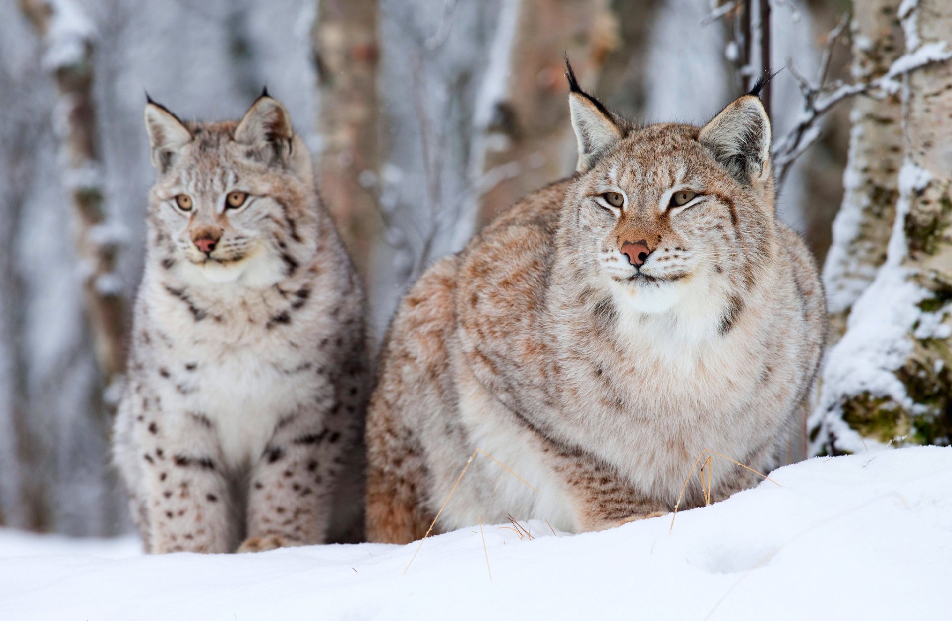 luchs zwei alt klein winter