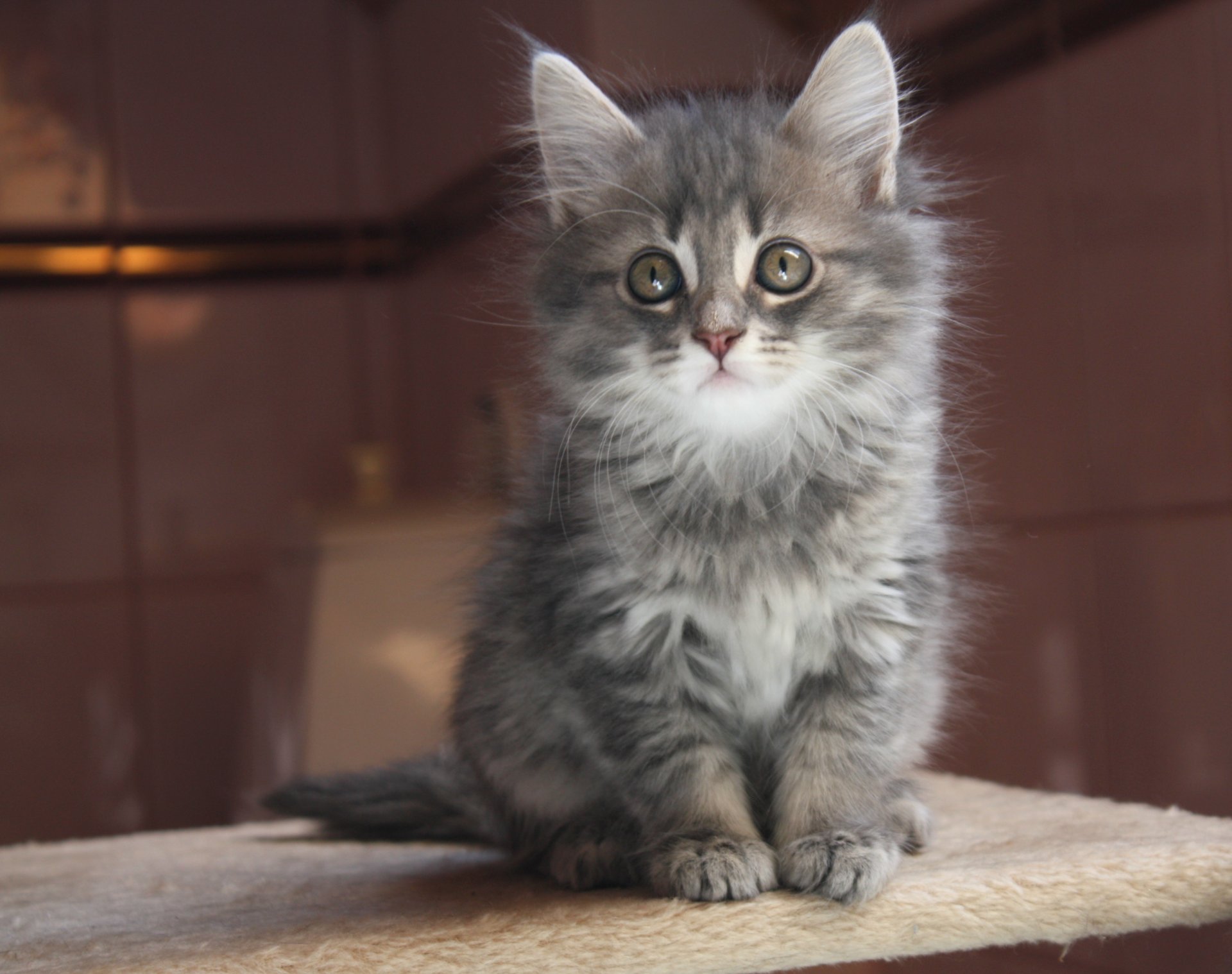 chat chaton fumé gris museau regard