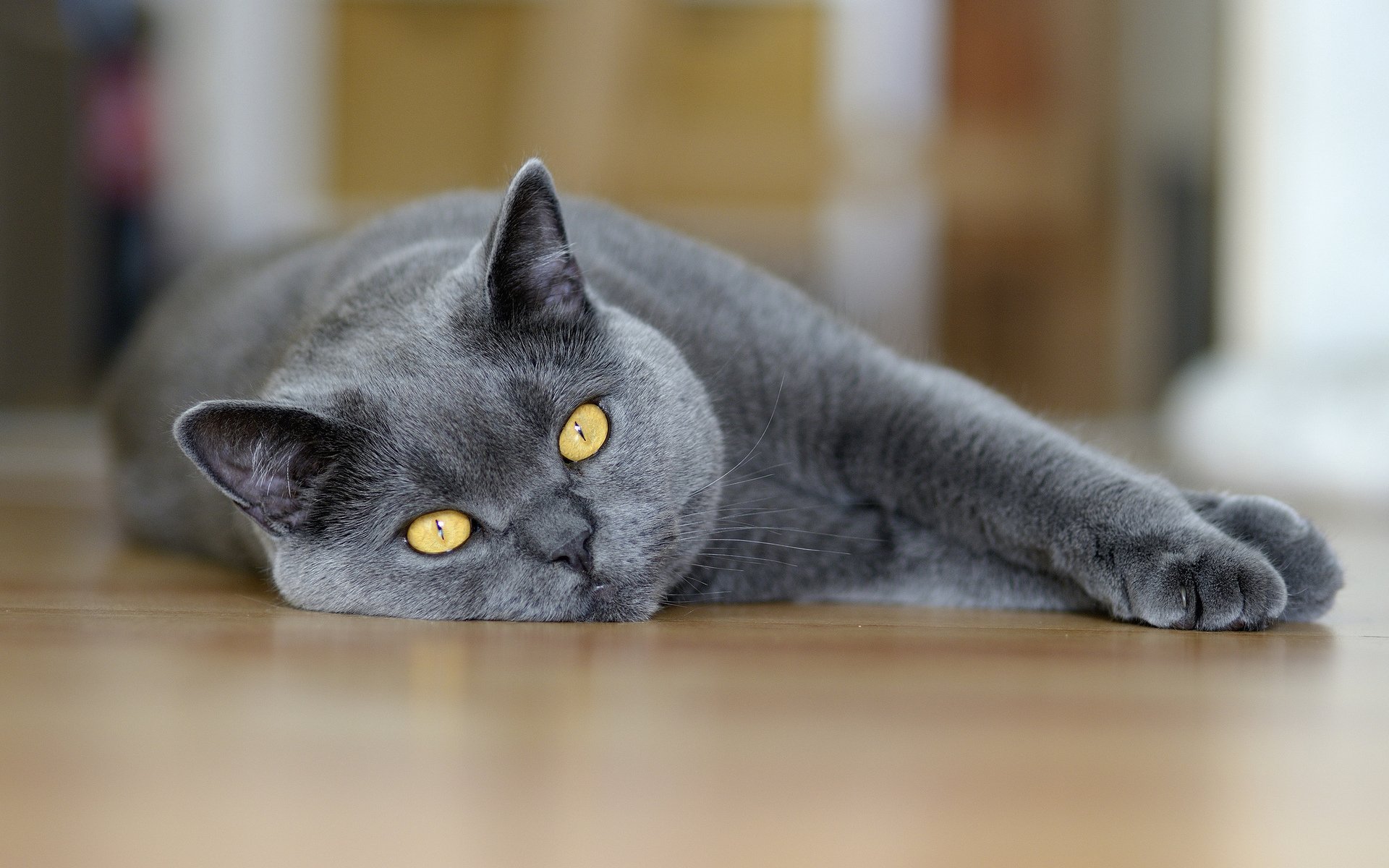 gatto si trova occhi grigio macro