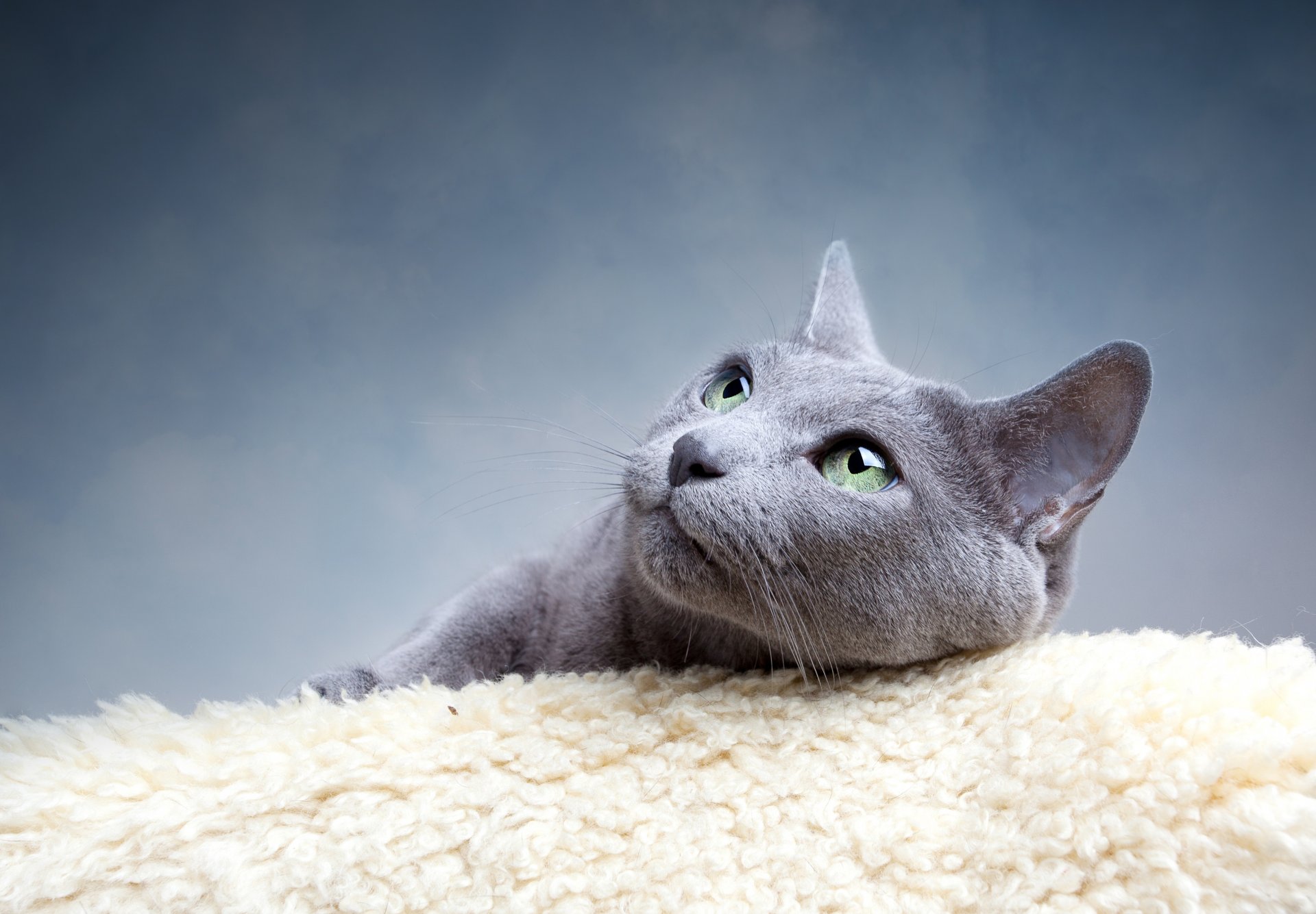 cat gray cat breed russian blue look eyes green mustache