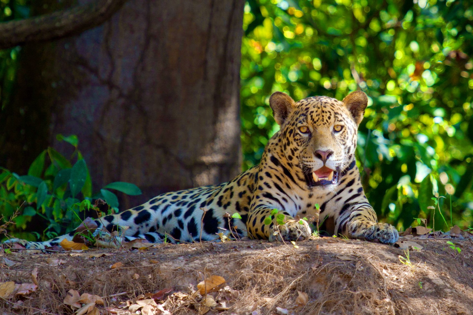 jaguar liegt schaut gefleckte schnauze schatten ruhe blendung