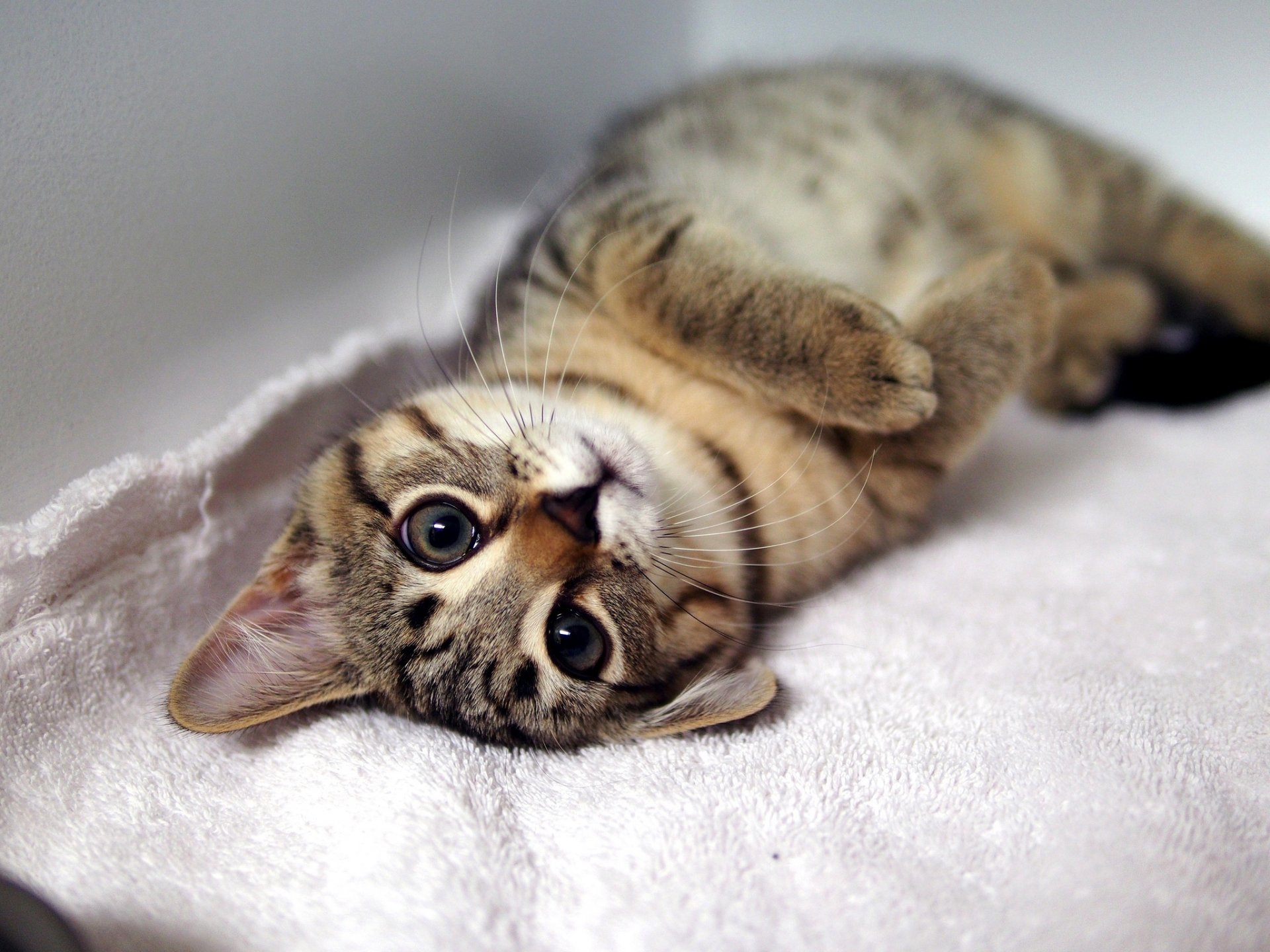 chaton rayé chat se trouve pattes museau moustache