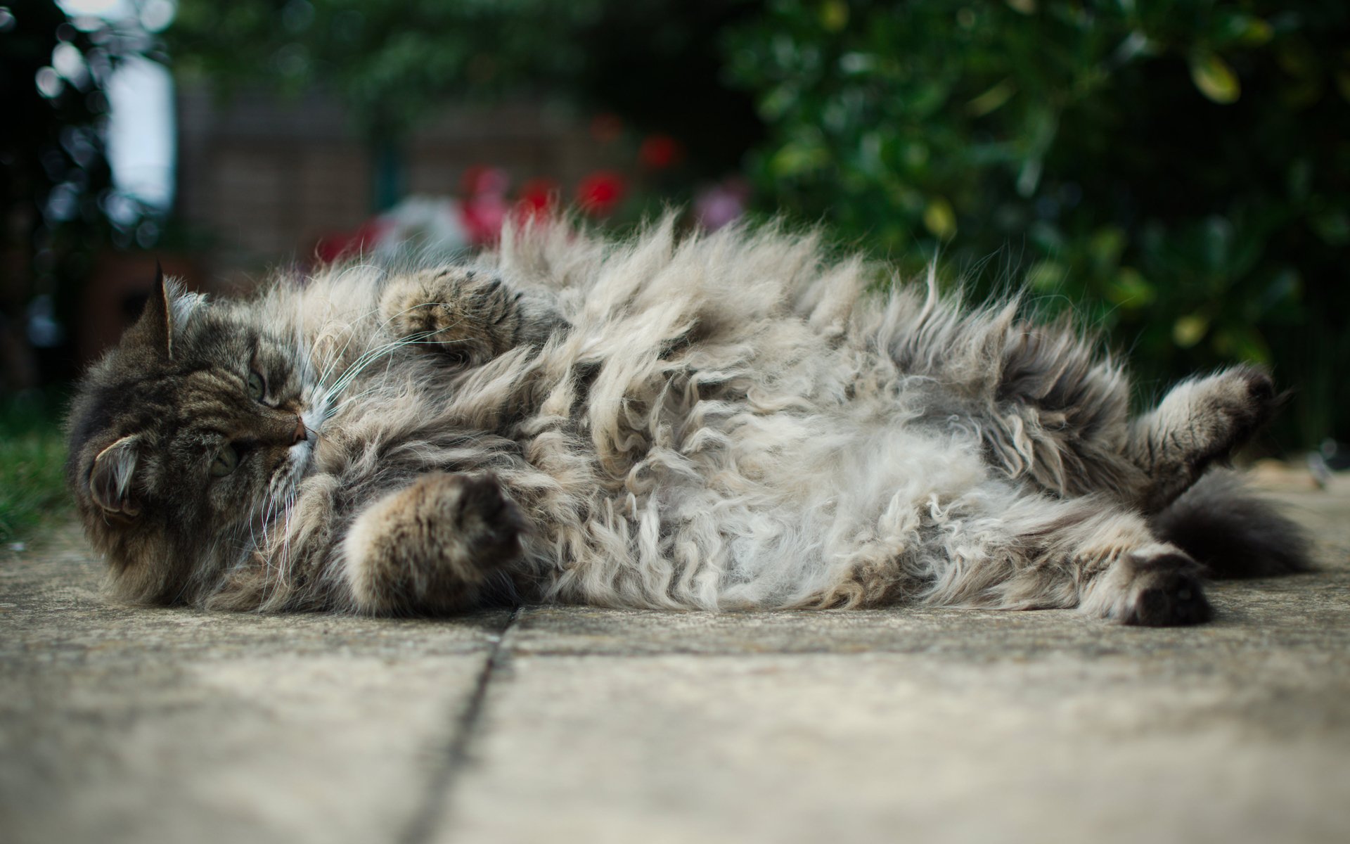 gatto kote kotyara grasso peloso asfalto