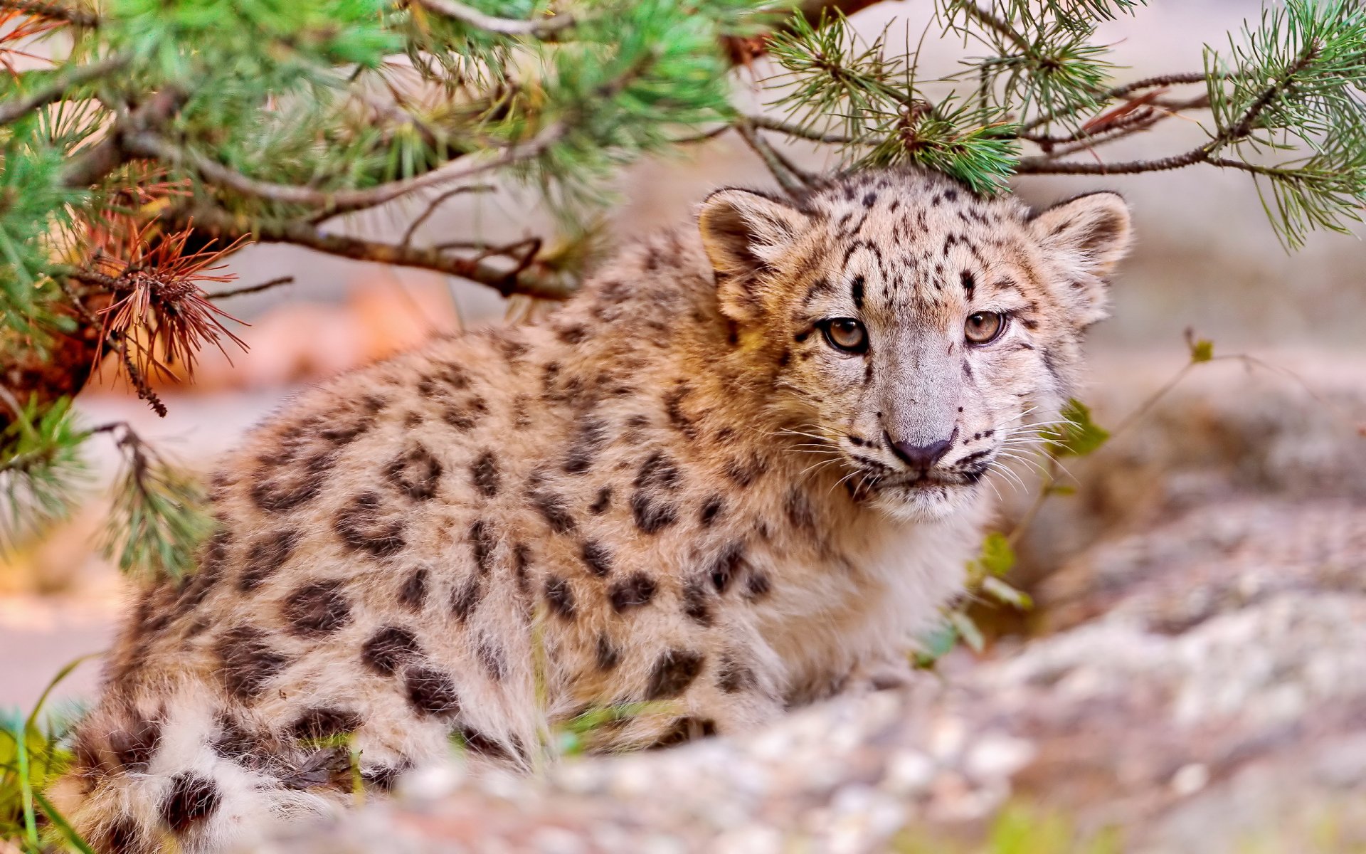 leopardo de las nieves irbis uncia uncia mirando hocico depredador